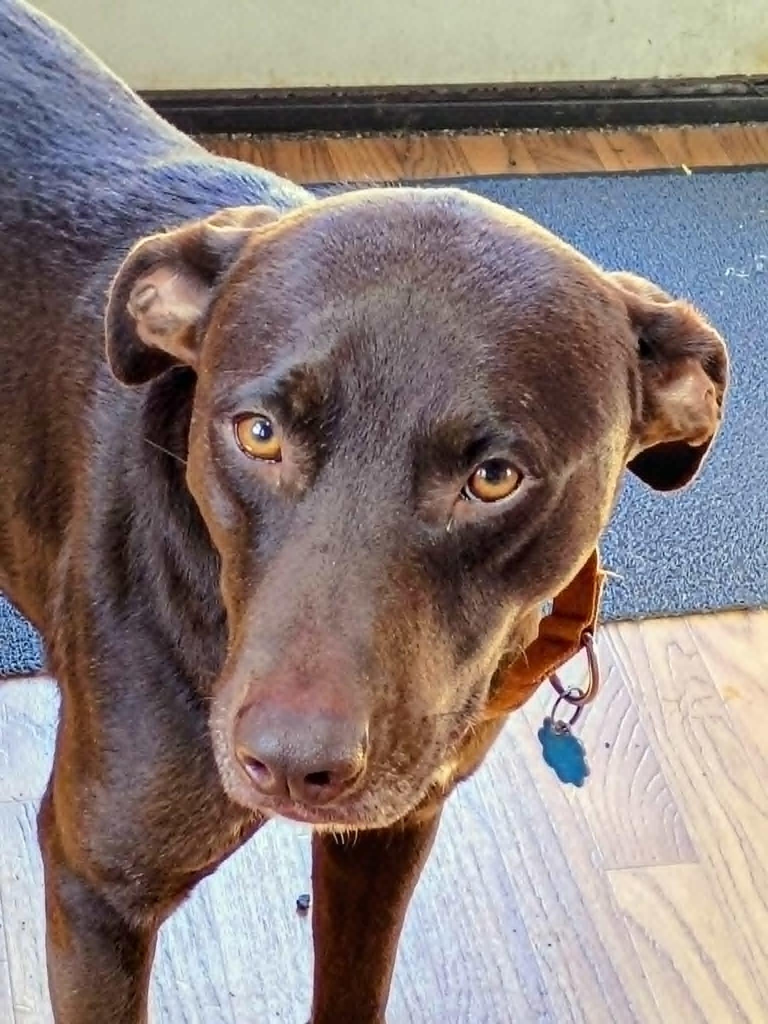 Enlarge Hershey***Reduced adoption fee***, a Adoptable mixed breed in North Berwick, ME image 5/5