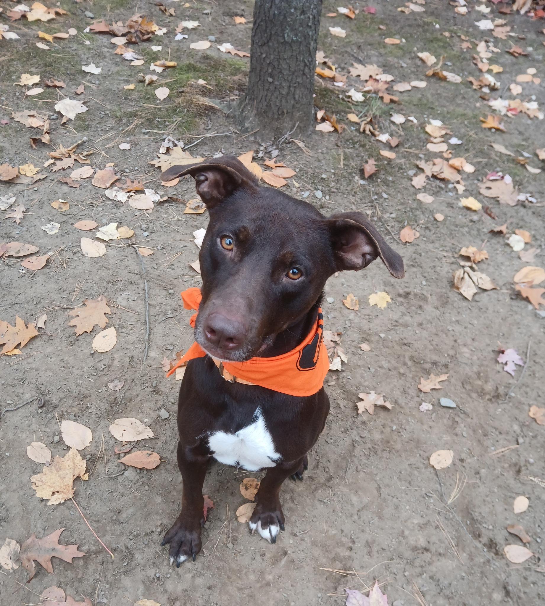 Enlarge Hershey, a Adoptable mixed breed in North Berwick, ME image 4/4