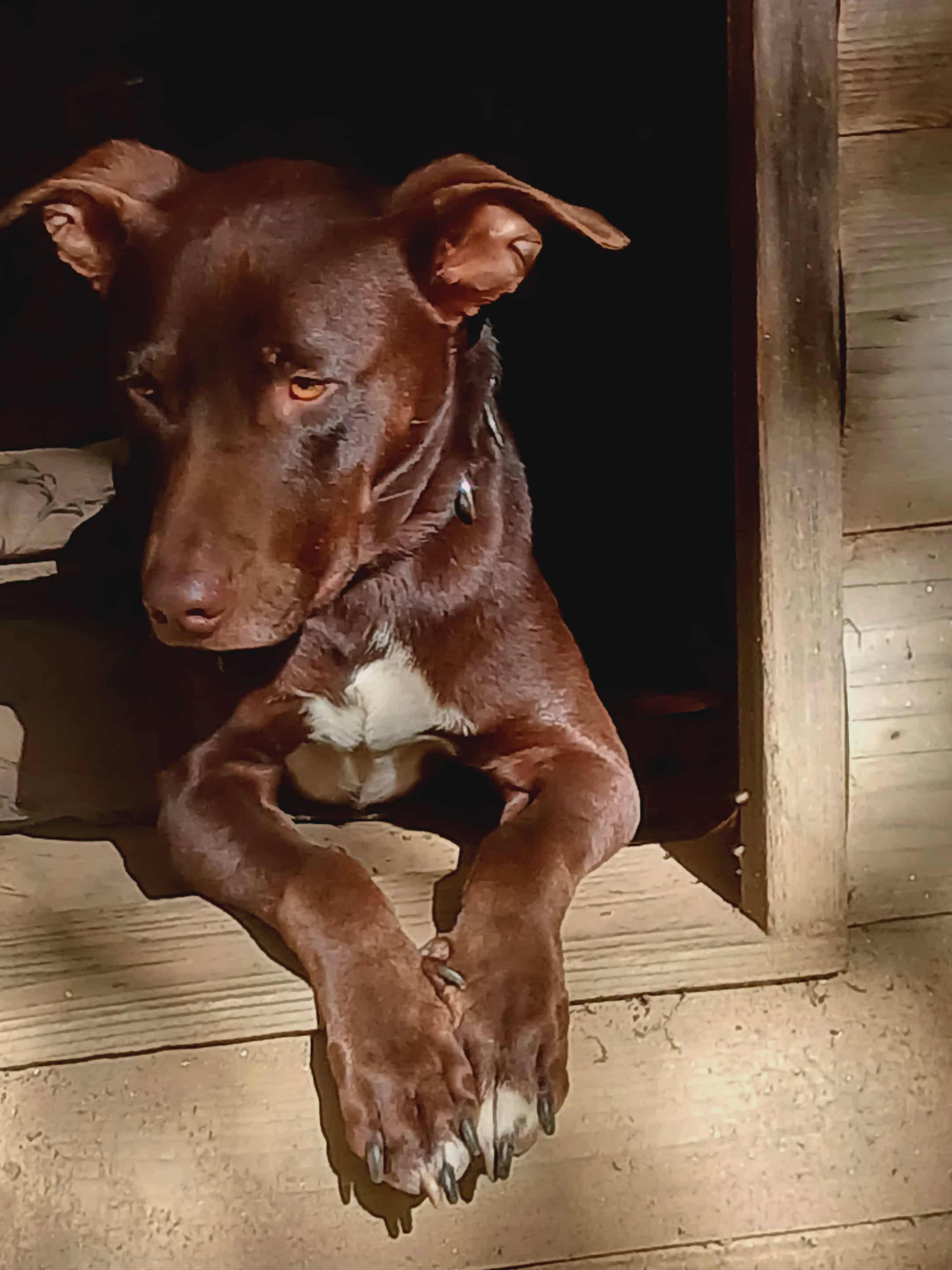 Enlarge Hershey, a Adoptable mixed breed in North Berwick, ME image 2/4