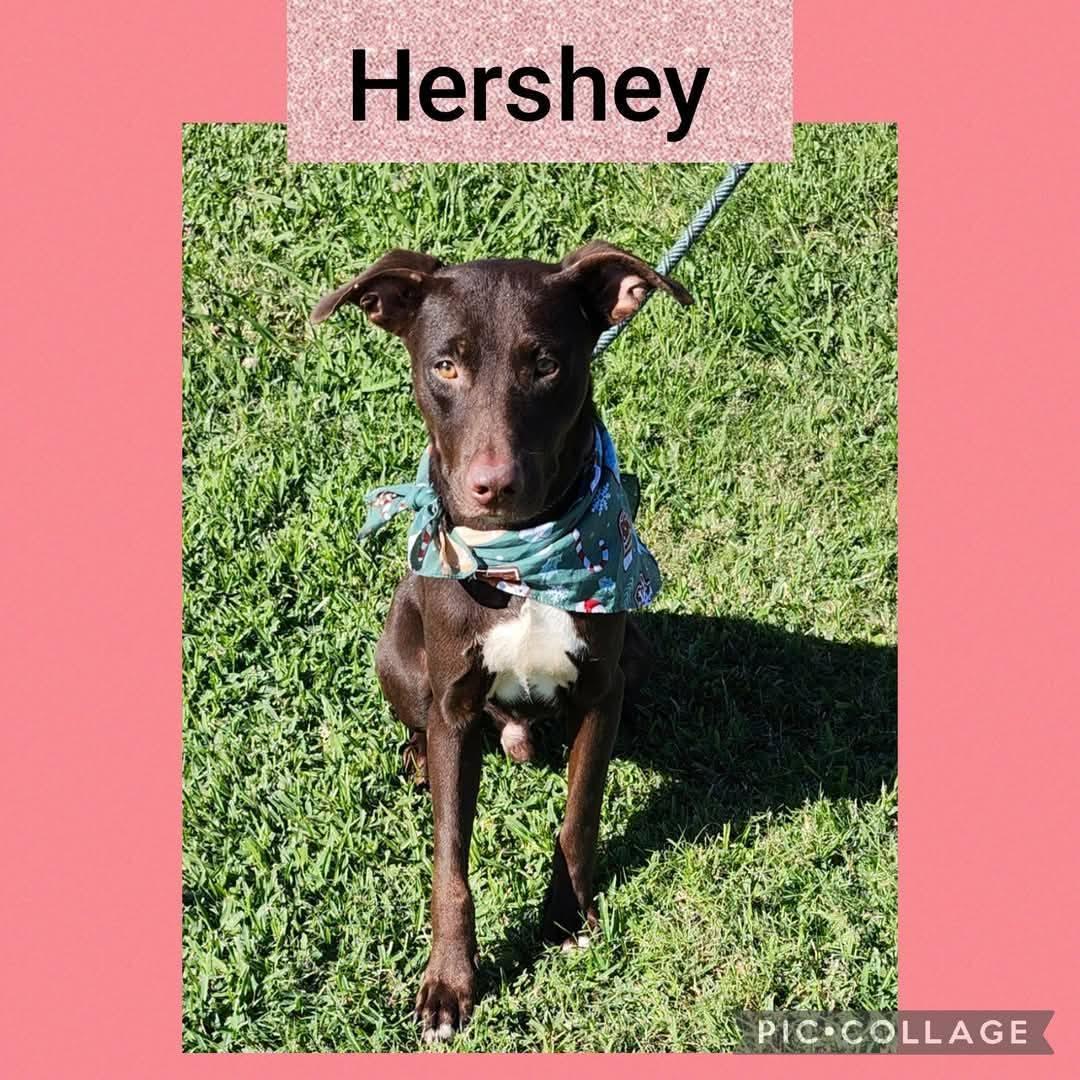 Hershey