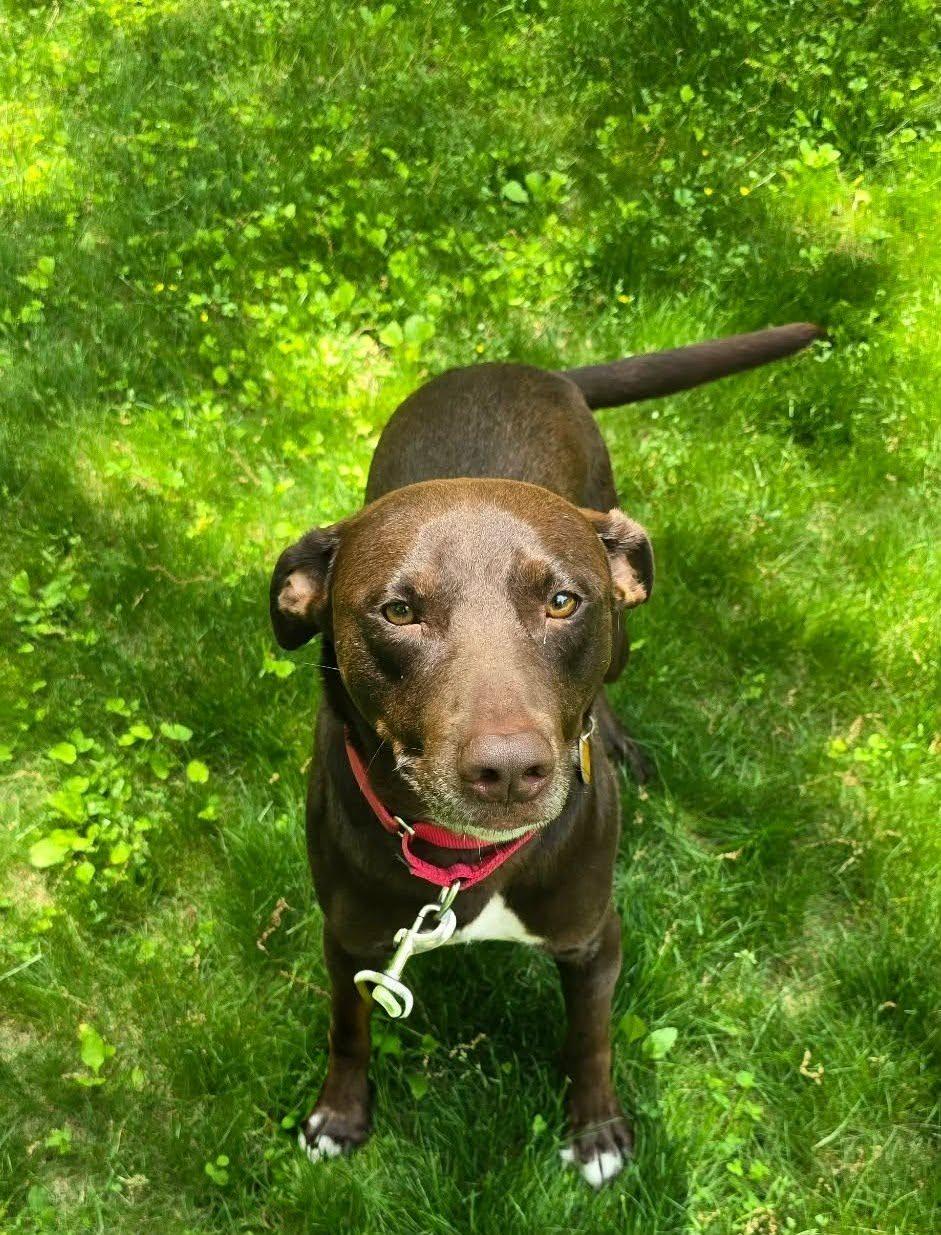 Hershey***Reduced adoption fee***, a Adoptable mixed breed in North Berwick, ME image 3/5