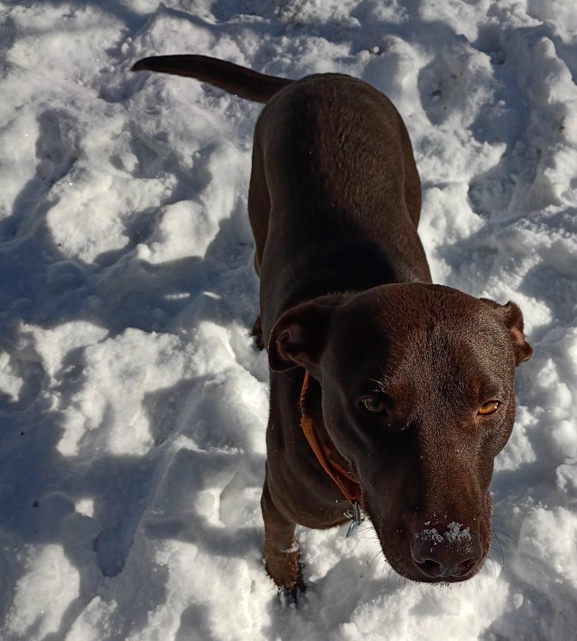Enlarge Hershey, a Adoptable mixed breed in North Berwick, ME image 3/4