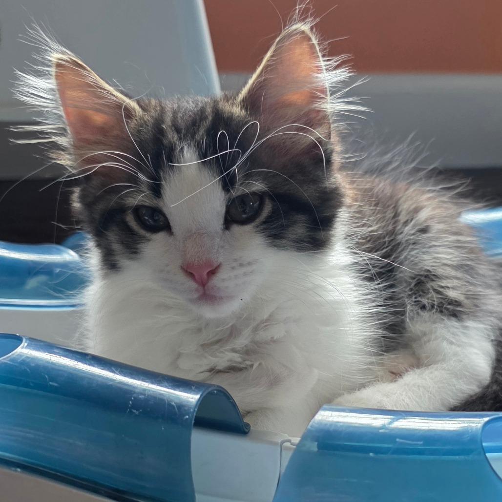 Azriel, a Adoptable Domestic Long Hair in Kansas City, MO image 1/2