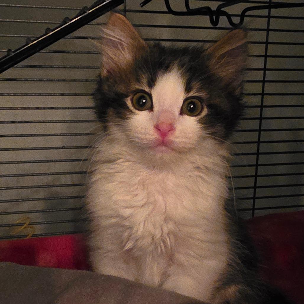 Azriel, a Adoptable Domestic Long Hair in Kansas City, MO image 2/2