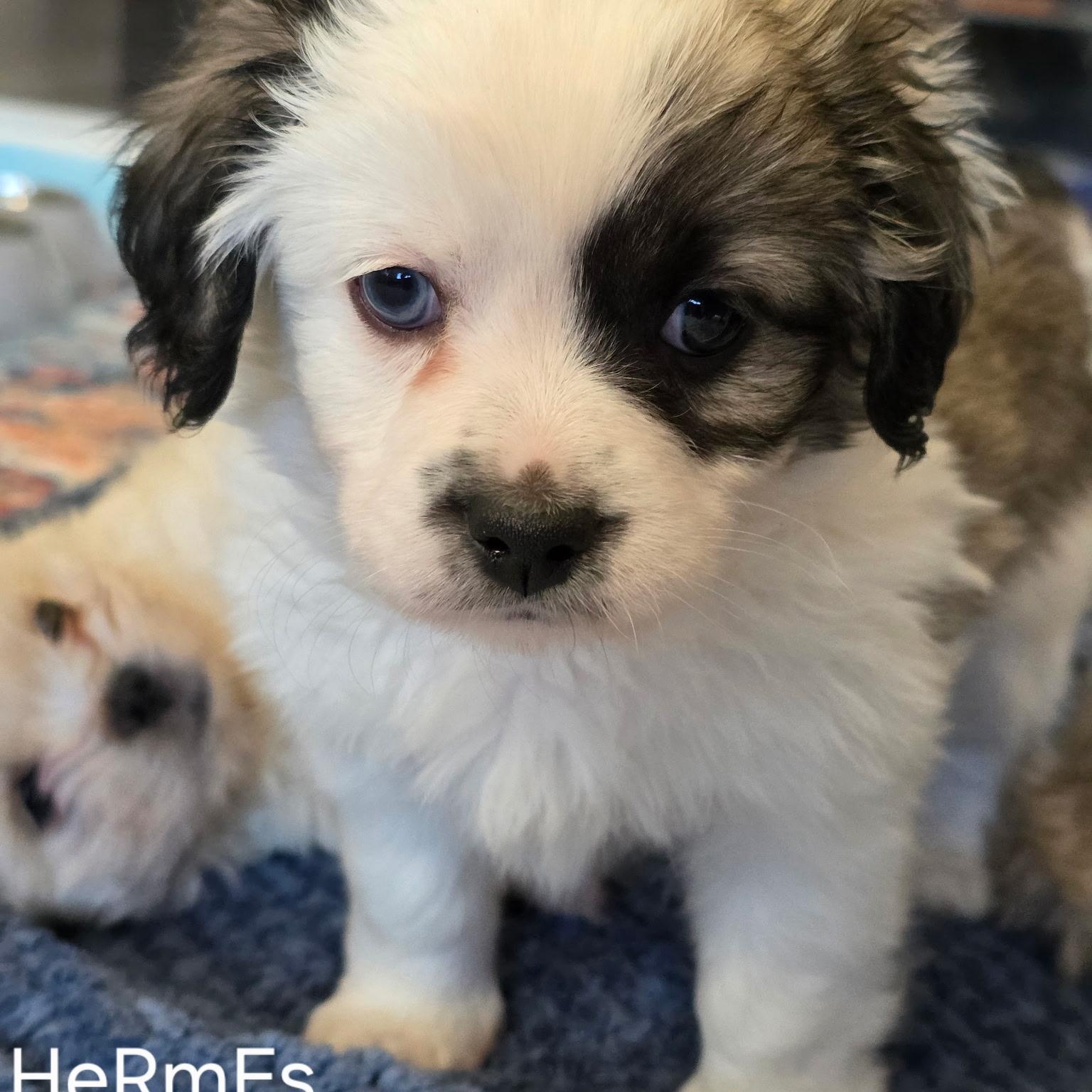 Hermes, adopted, Puppy Male Shih Tzu.