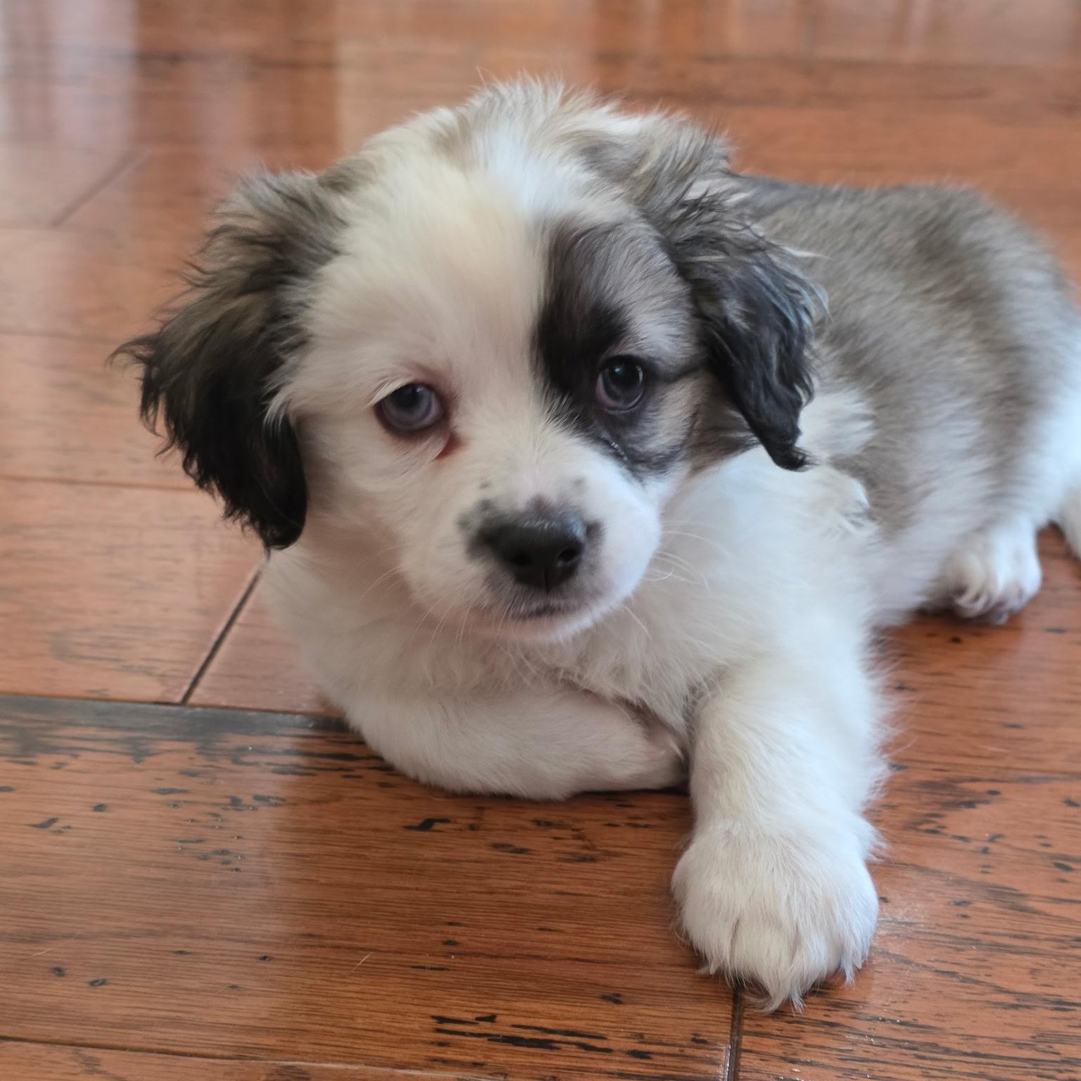 Enlarge Hermes, an adopted mixed breed in Rancho Santa Fe, CA image 2/3