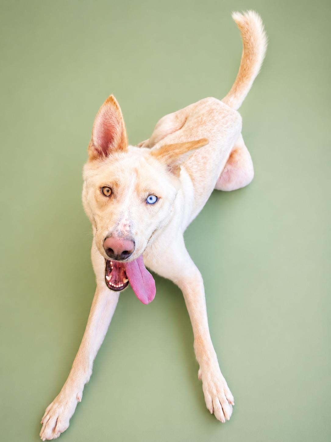 Enlarge Montana, a Adoptable mixed breed in McKinney, TX image 2/3