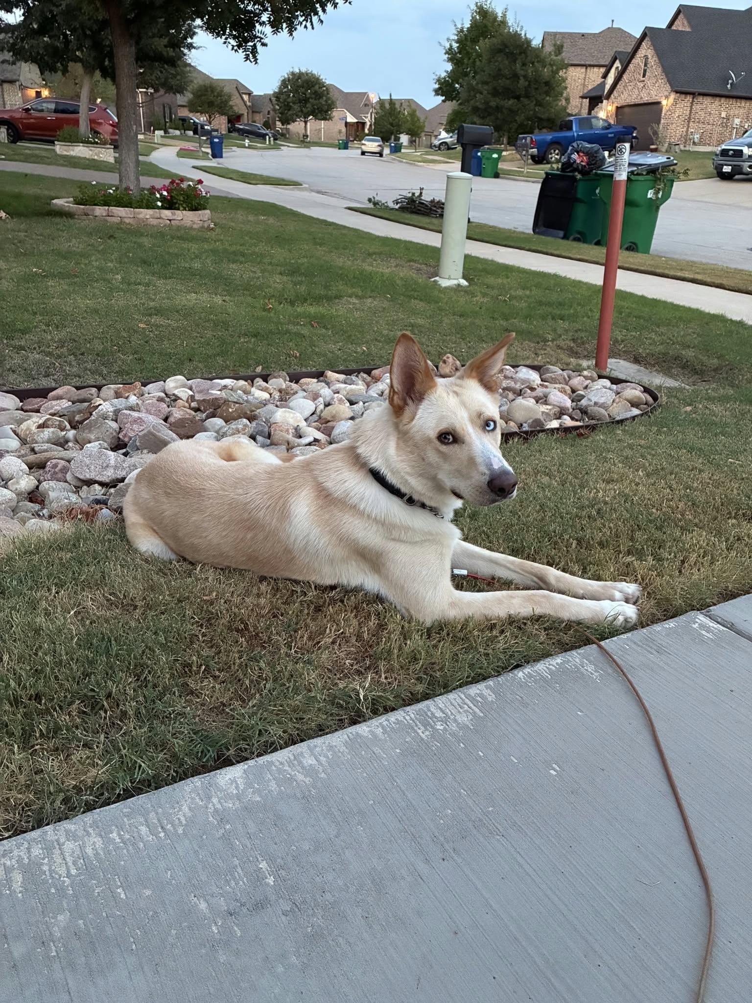 Enlarge Montana, a Adoptable mixed breed in McKinney, TX image 3/3