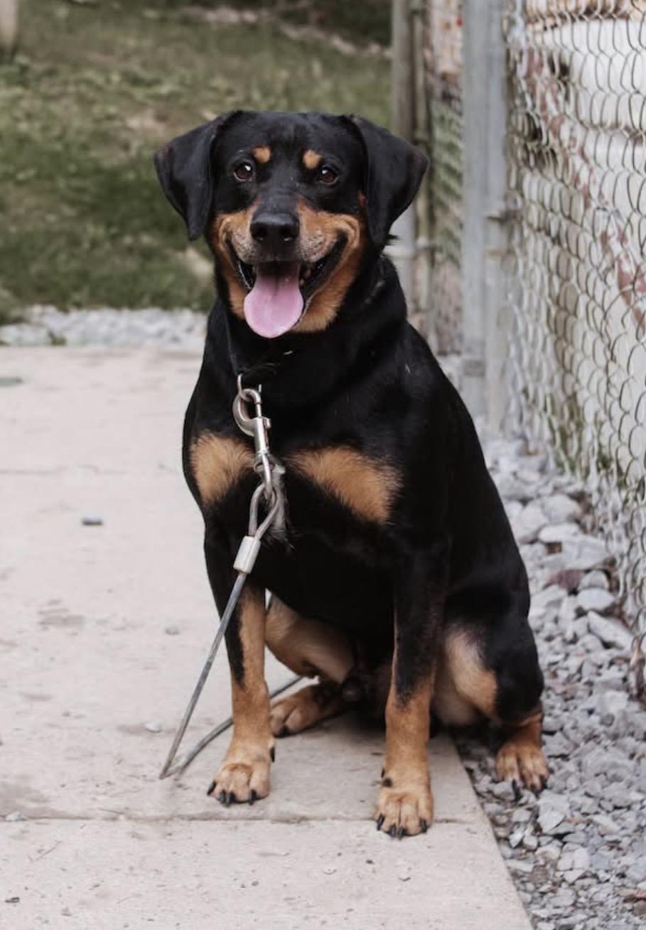 Enlarge Ralph, a Adoptable mixed breed in Grafton, WV image 2/4