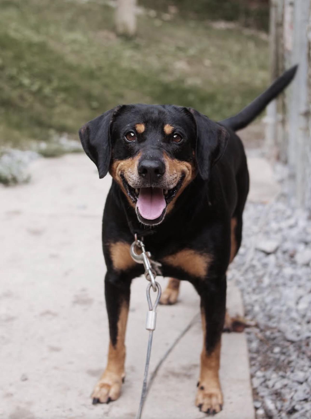 Enlarge Ralph, a Adoptable mixed breed in Grafton, WV image 4/4