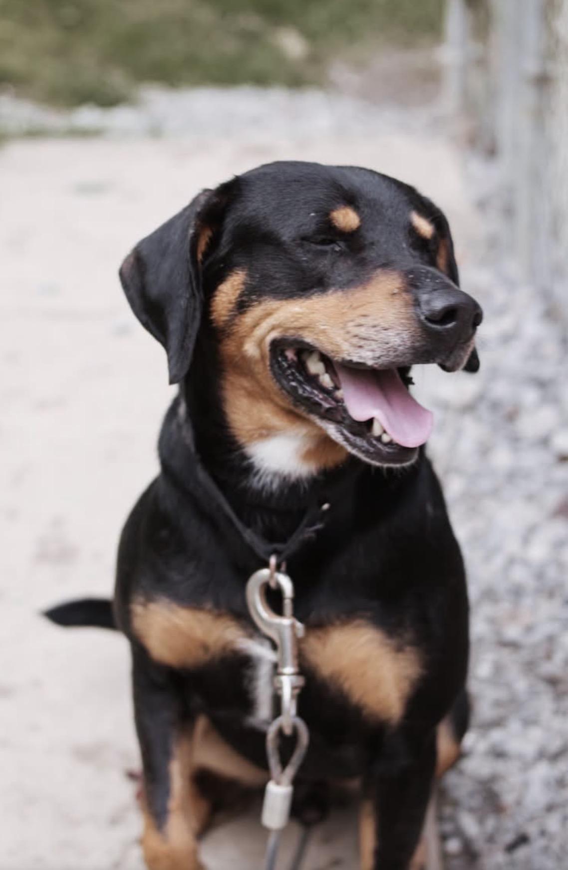 Enlarge Ralph, a Adoptable mixed breed in Grafton, WV image 3/4