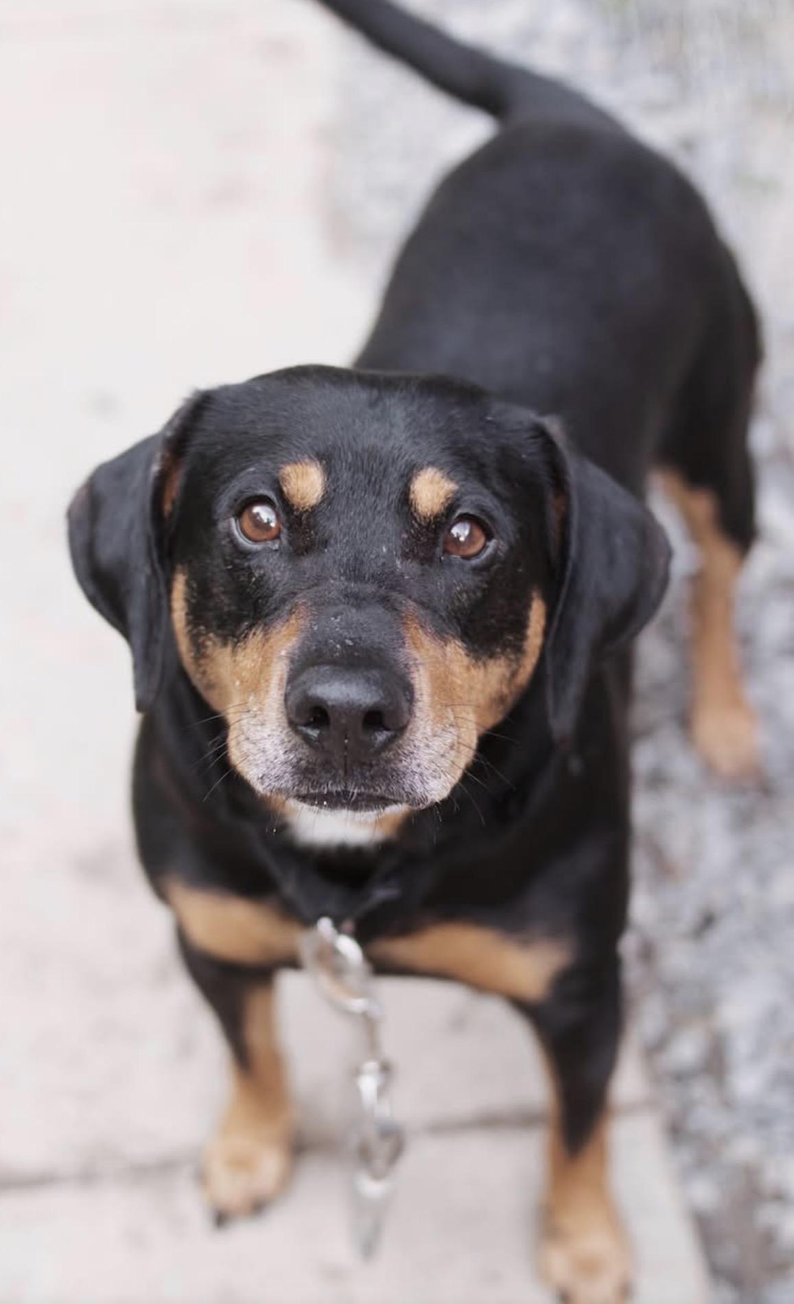 Enlarge Ralph, a Adoptable mixed breed in Grafton, WV image 1/4