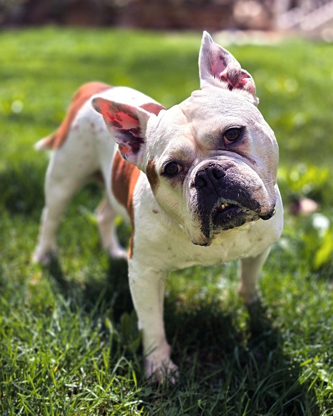 Brenda from Accounting, Adoptable, Adult Female American Bulldog.