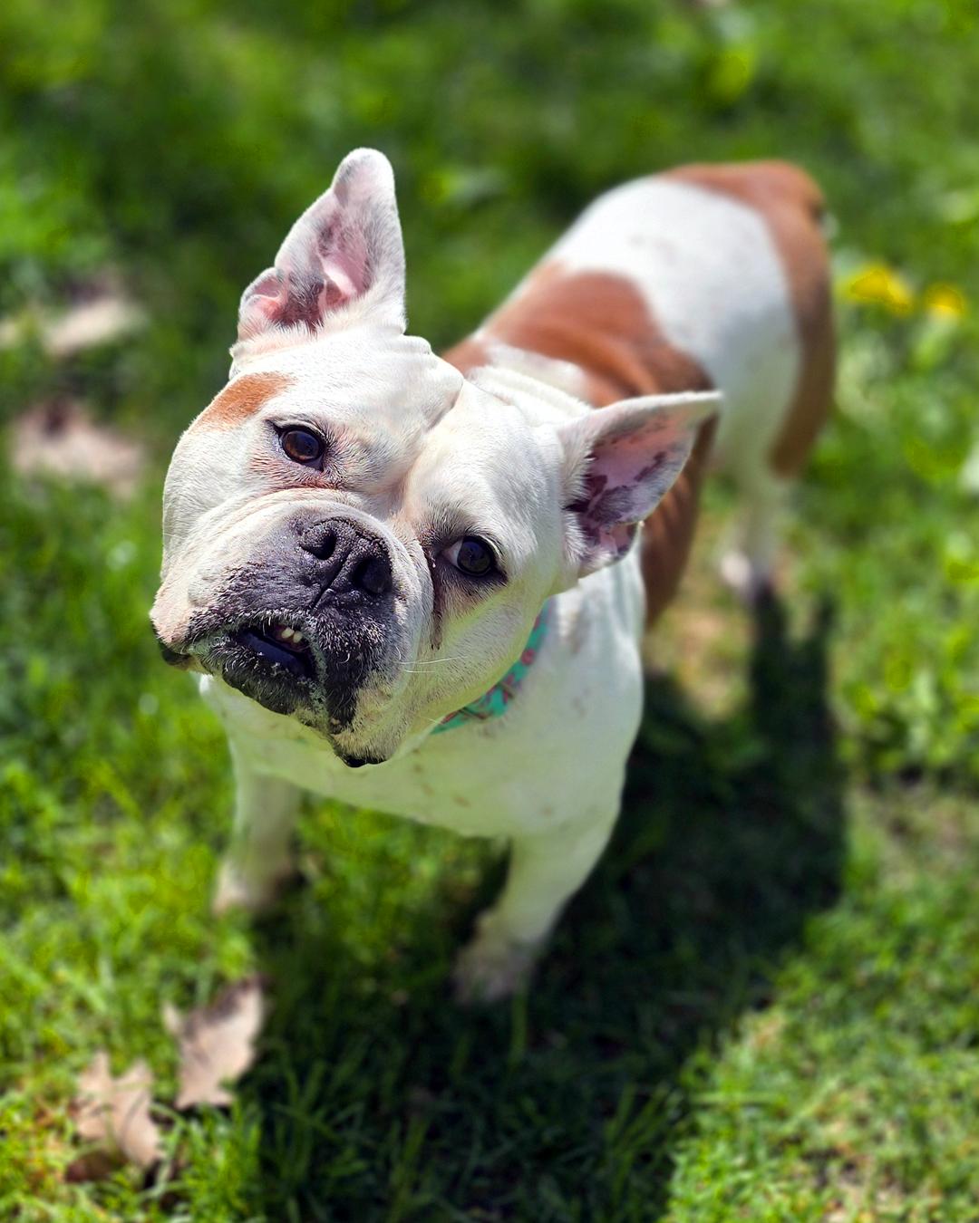 Enlarge Brenda from Accounting, a Adoptable American Bulldog in Westminster, MA image 2/3