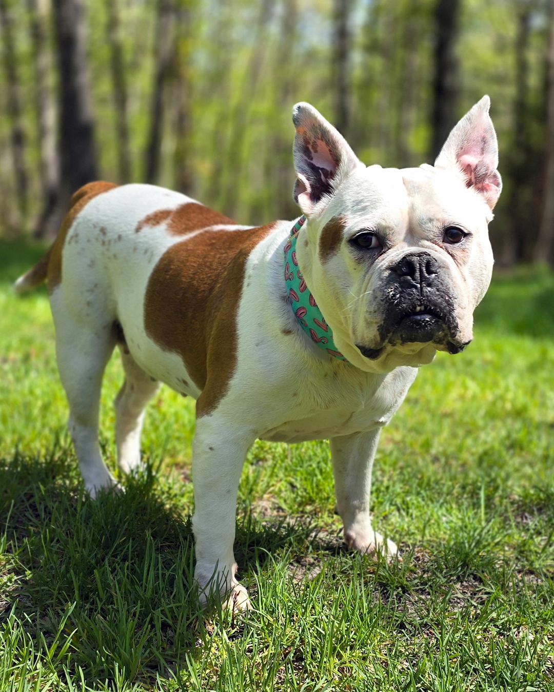 Enlarge Brenda from Accounting, a Adoptable American Bulldog in Westminster, MA image 3/3