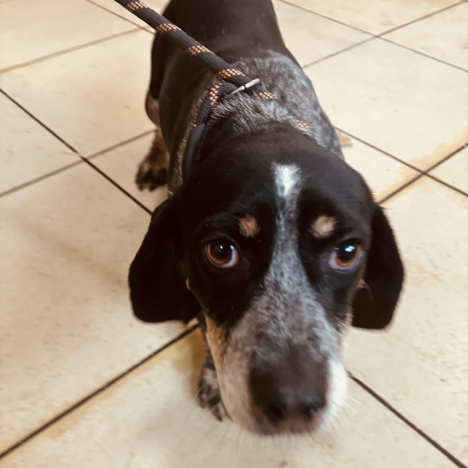 Chunk, a Adoptable Beagle in Sunderland, MD image 2/4