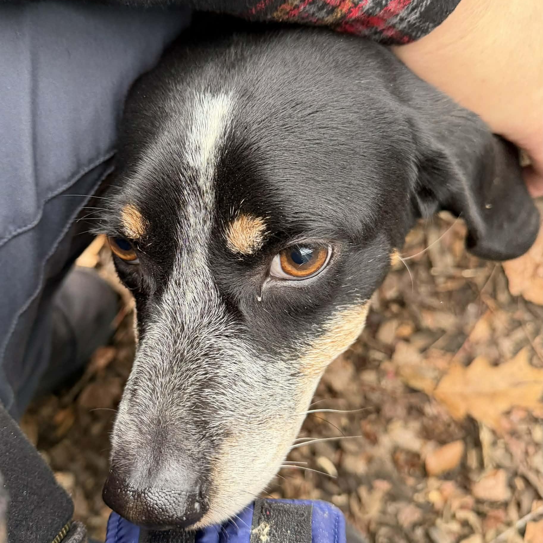 Chunk, a Adoptable Beagle in Sunderland, MD image 3/4