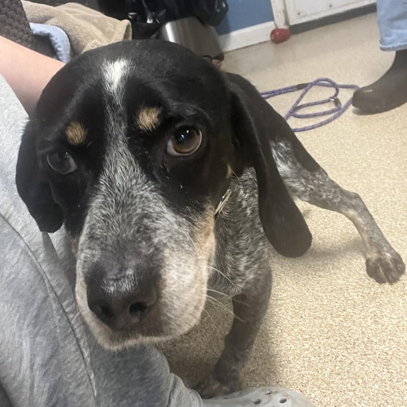 Chunk, a Adoptable Beagle in Sunderland, MD image 4/4