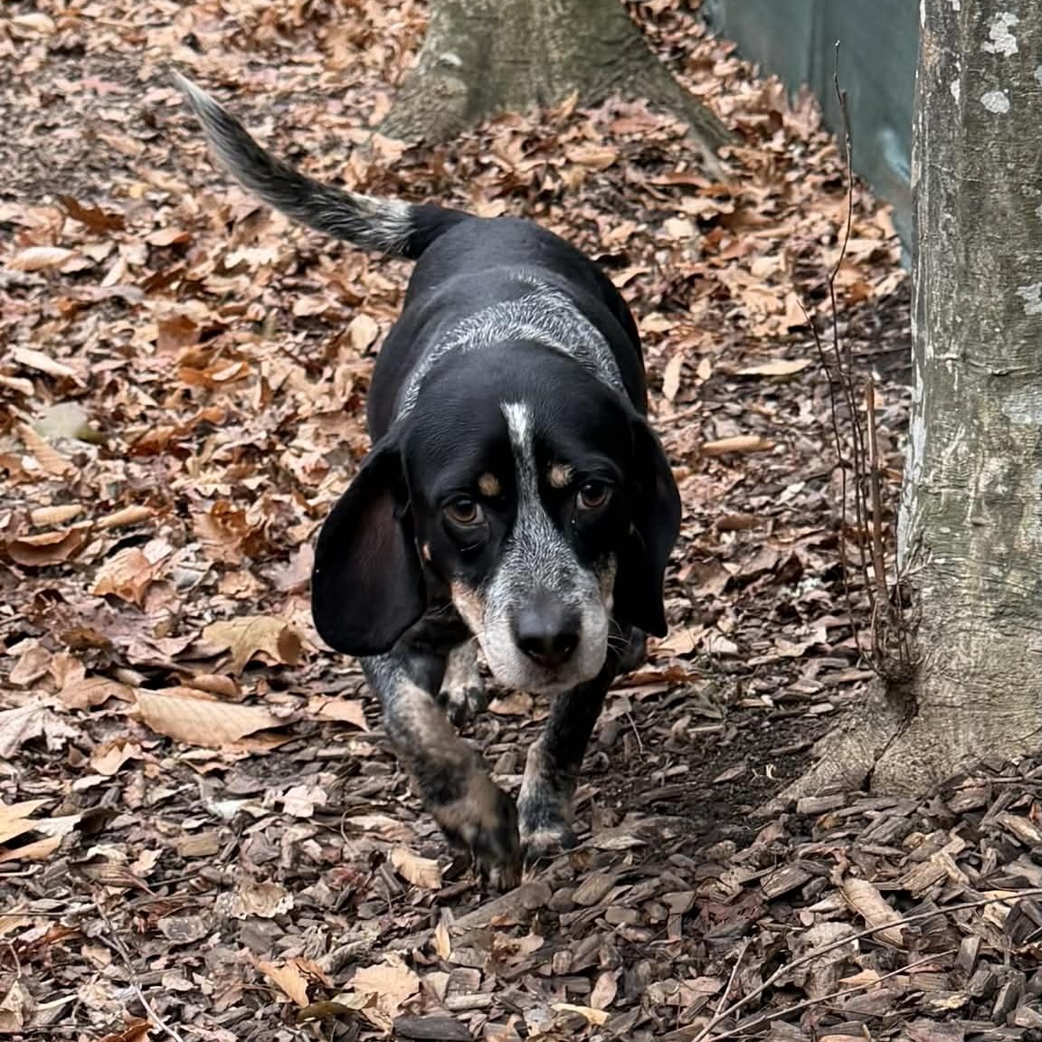 Chunk, a Adoptable Beagle in Sunderland, MD image 1/4