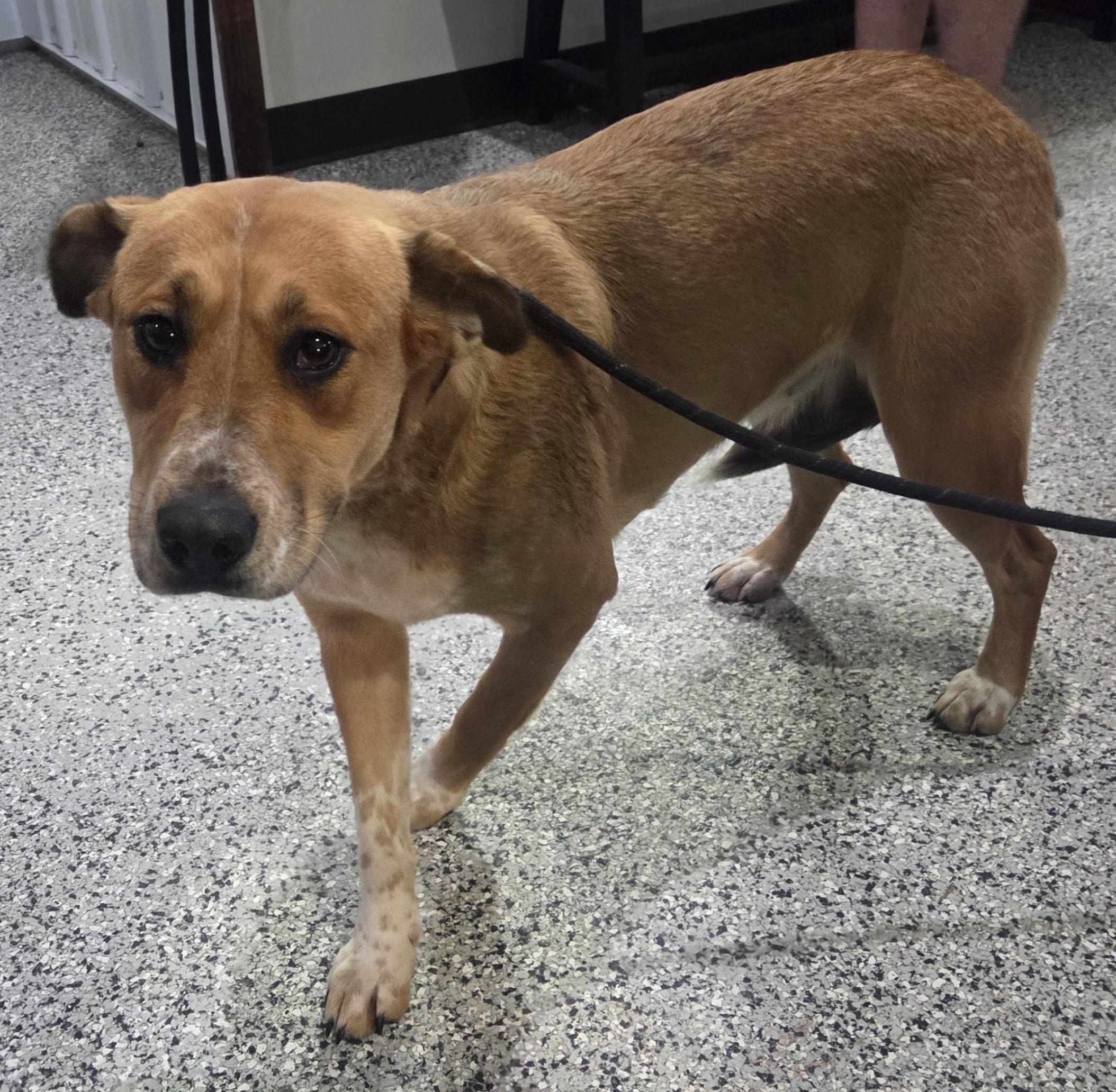 Enlarge Dove, a ADOPTABLE mixed breed in Rushville, IN image 1/1
