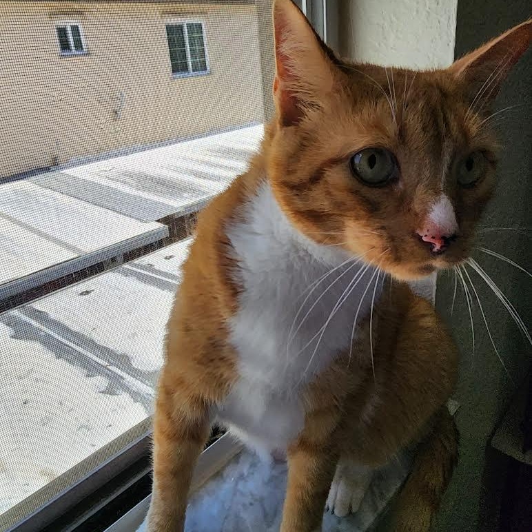 Guero, a Adoptable Domestic Short Hair in Boston, MA image 6/6