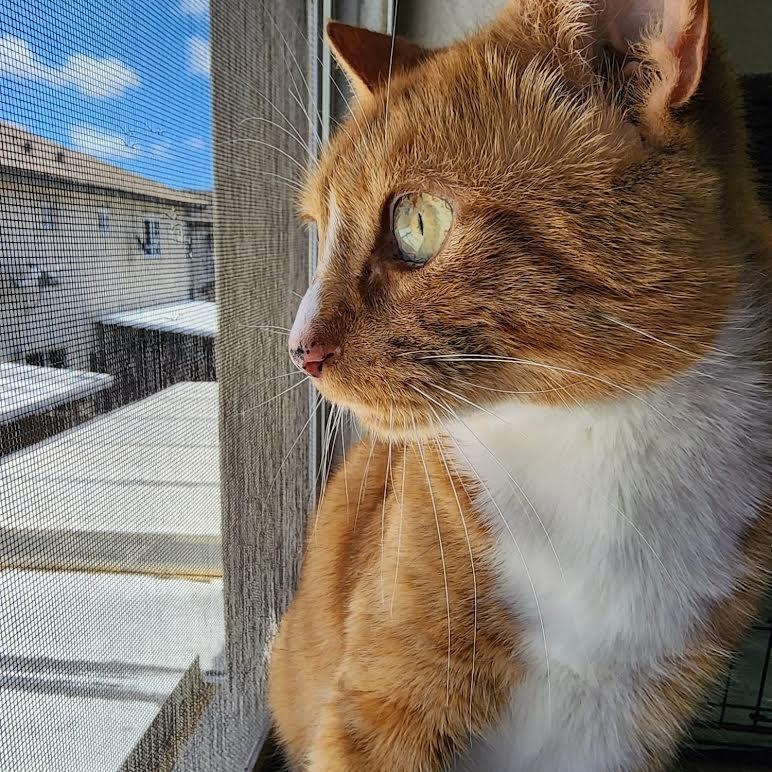 Guero, a Adoptable Domestic Short Hair in Boston, MA image 4/6