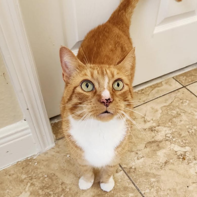 Guero, a Adoptable Domestic Short Hair in Boston, MA image 1/6