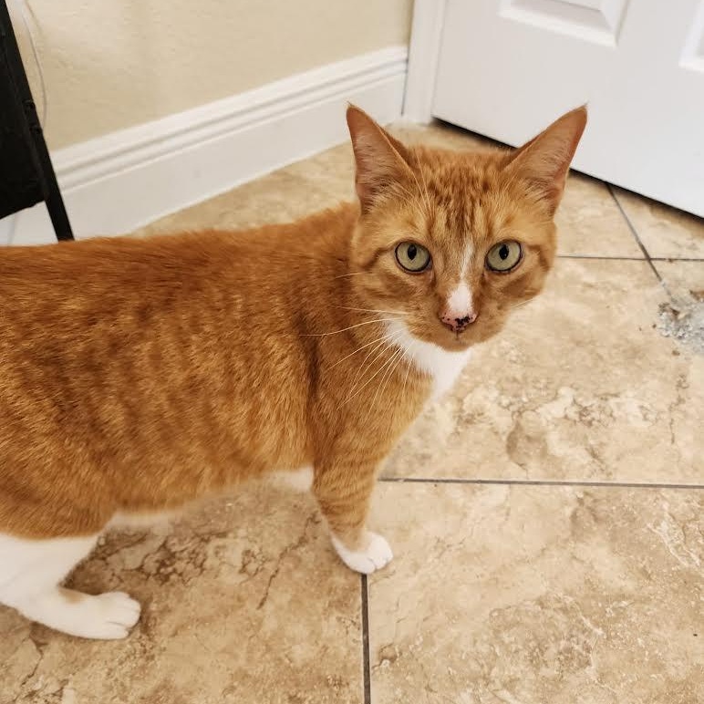 Guero, a Adoptable Domestic Short Hair in Boston, MA image 2/6