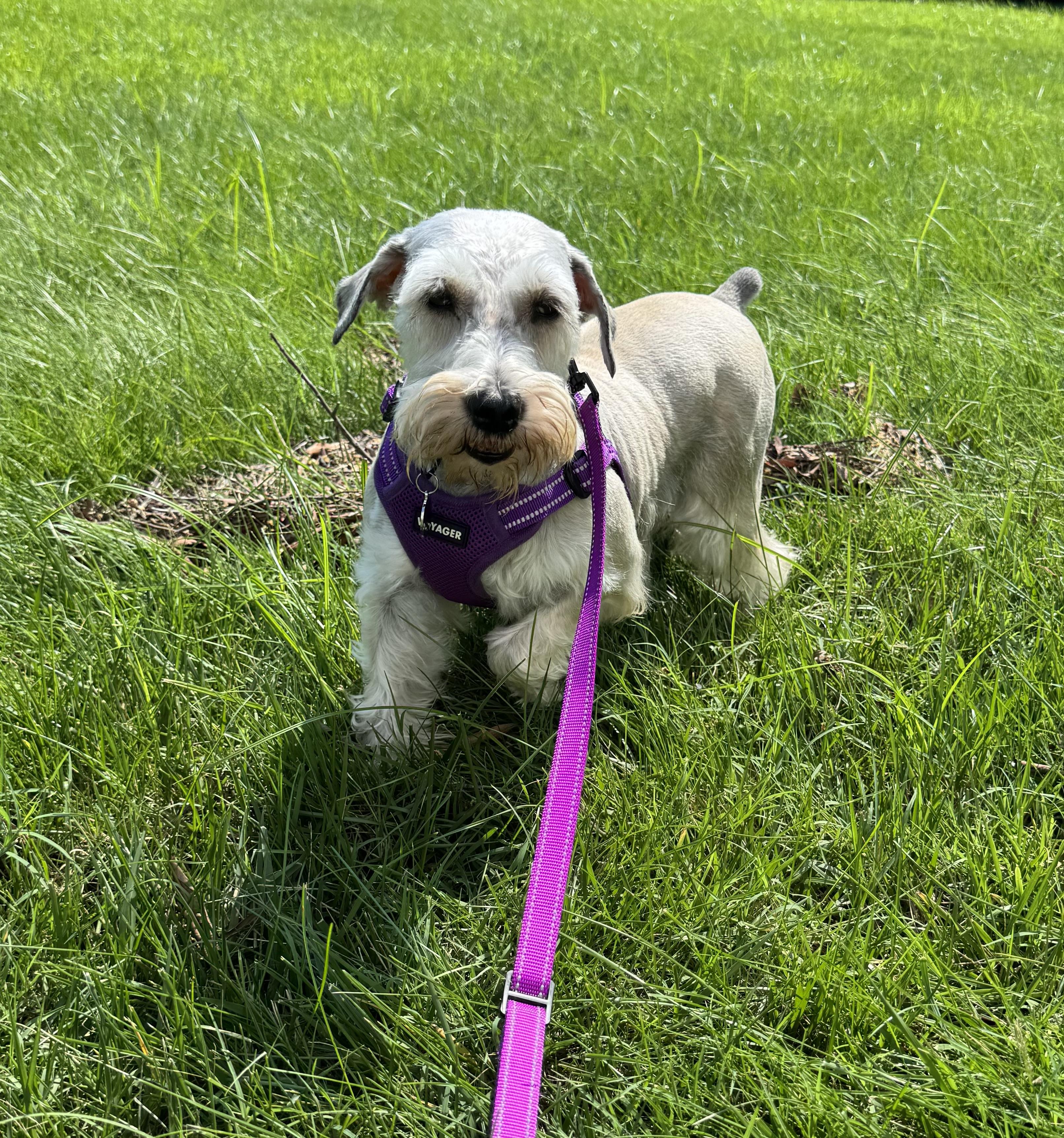 Tanya Tucker, ADOPTABLE, Adult Female Miniature Schnauzer.