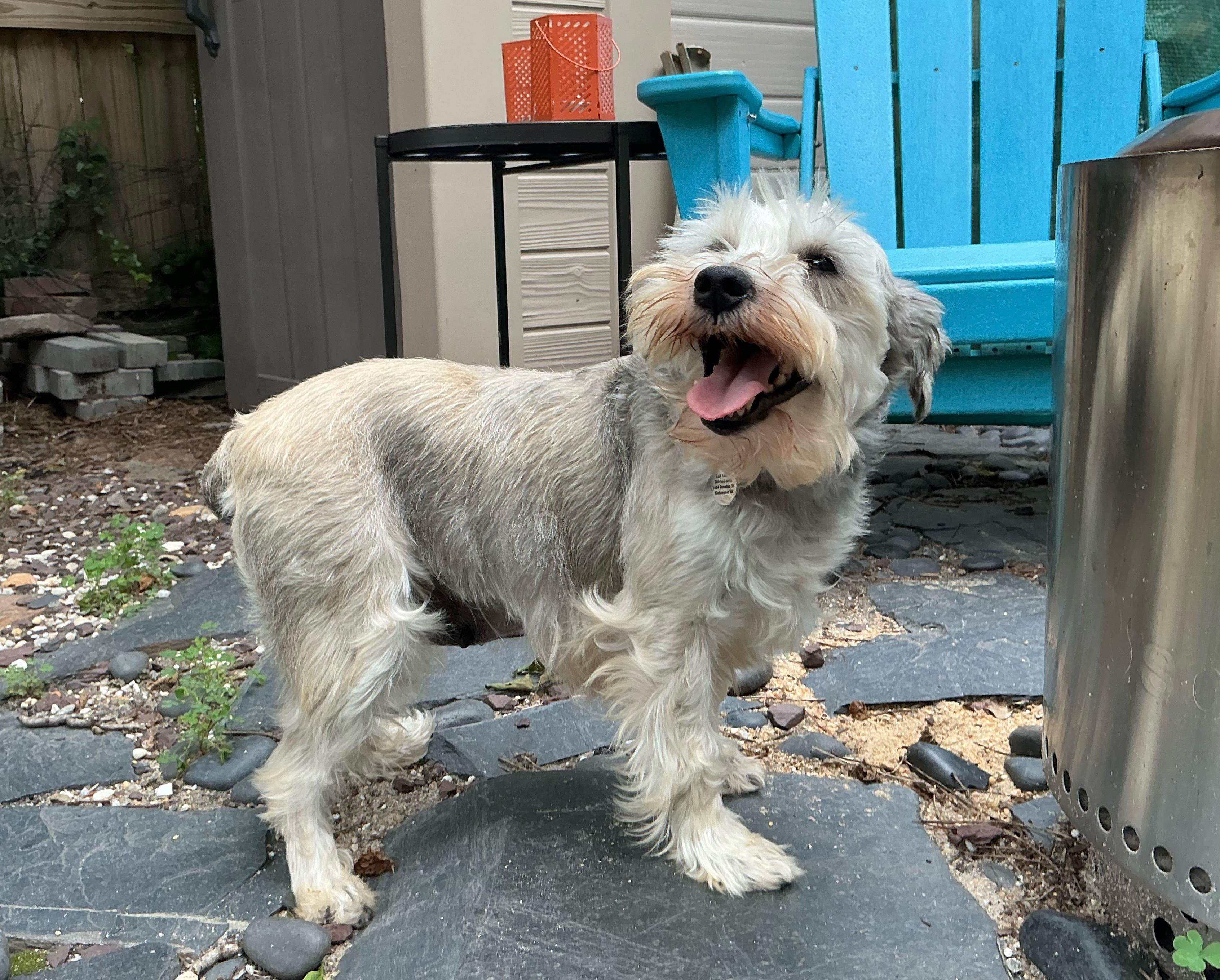 Enlarge Tanya Tucker, a ADOPTABLE Miniature Schnauzer in Richmond, VA image 4/6