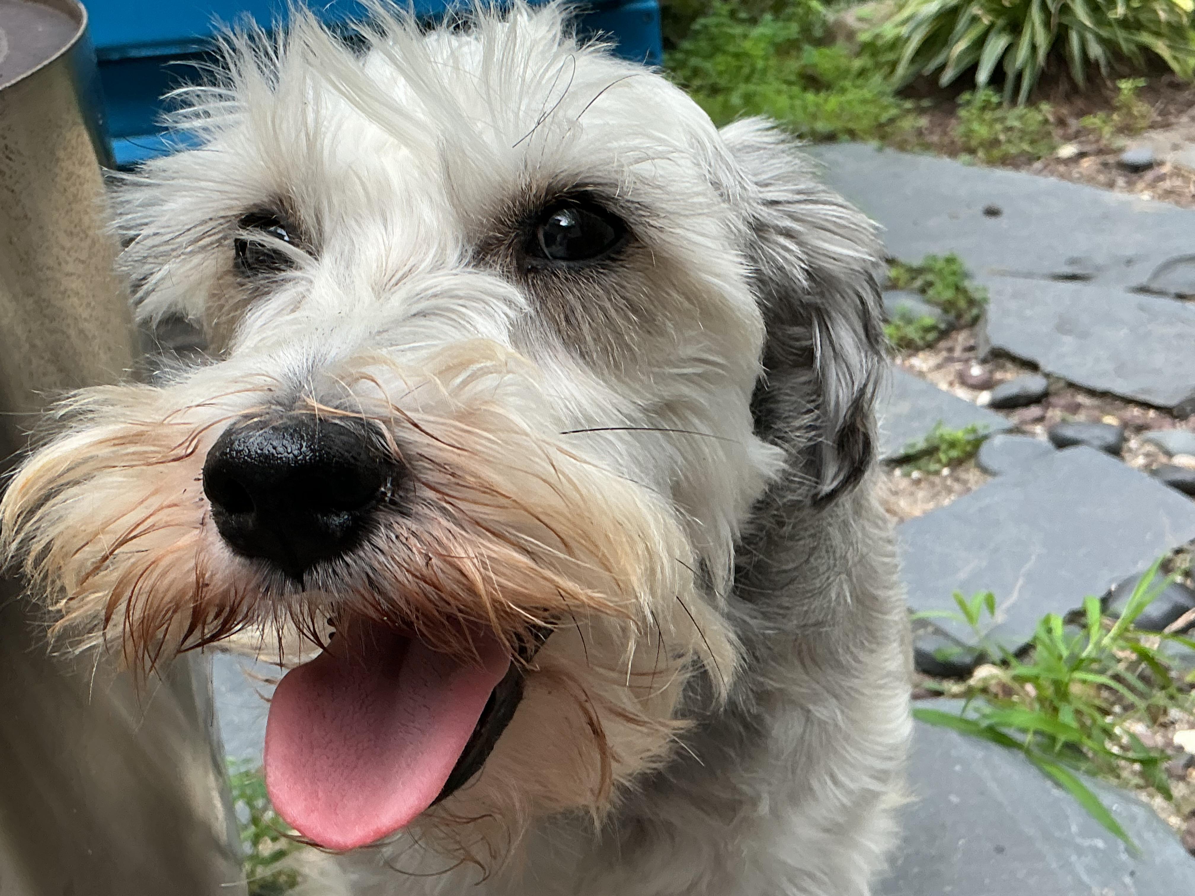 Enlarge Tanya Tucker, a ADOPTABLE Miniature Schnauzer in Richmond, VA image 2/6