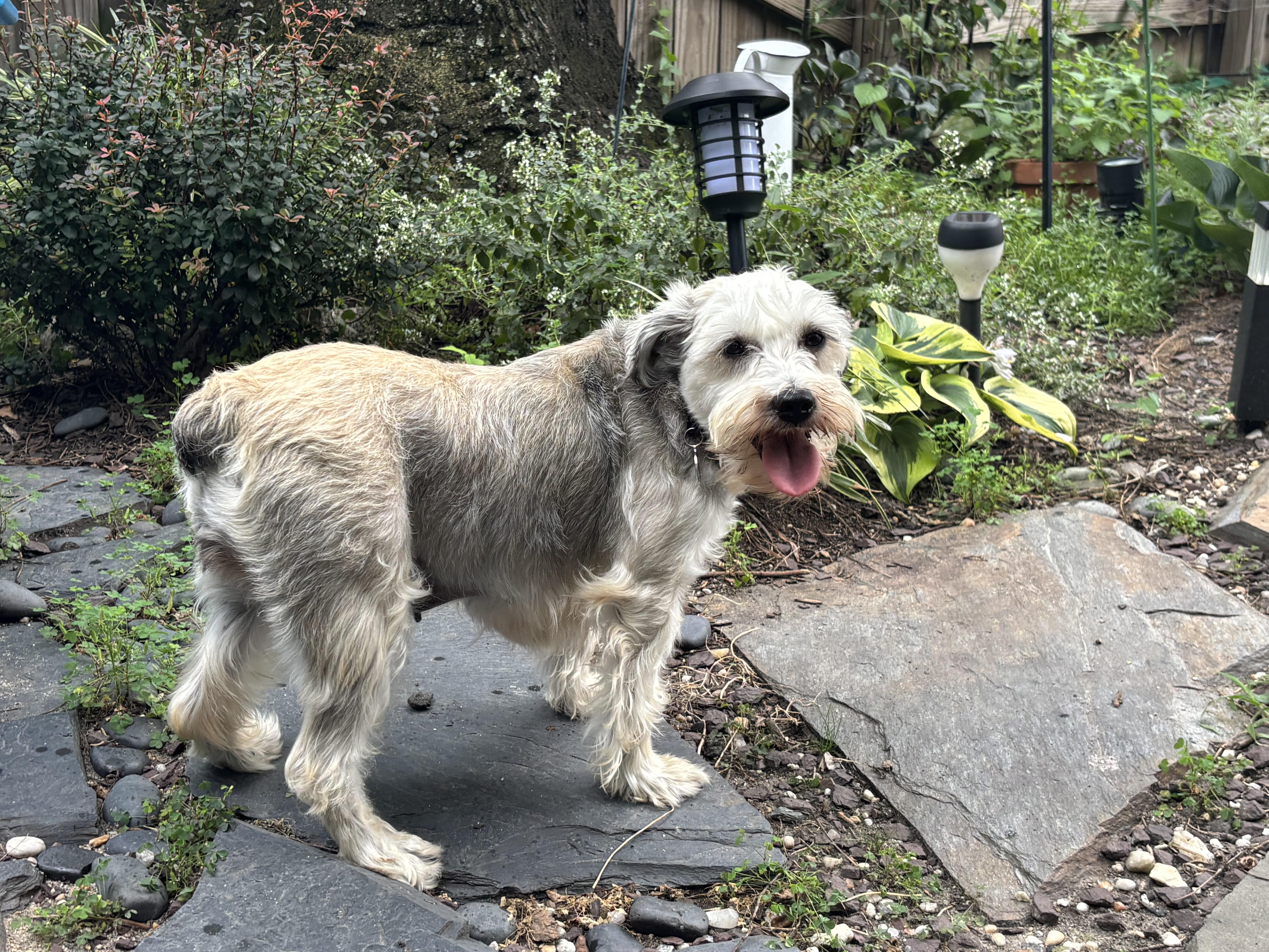 Enlarge Tanya Tucker, a ADOPTABLE Miniature Schnauzer in Richmond, VA image 6/6