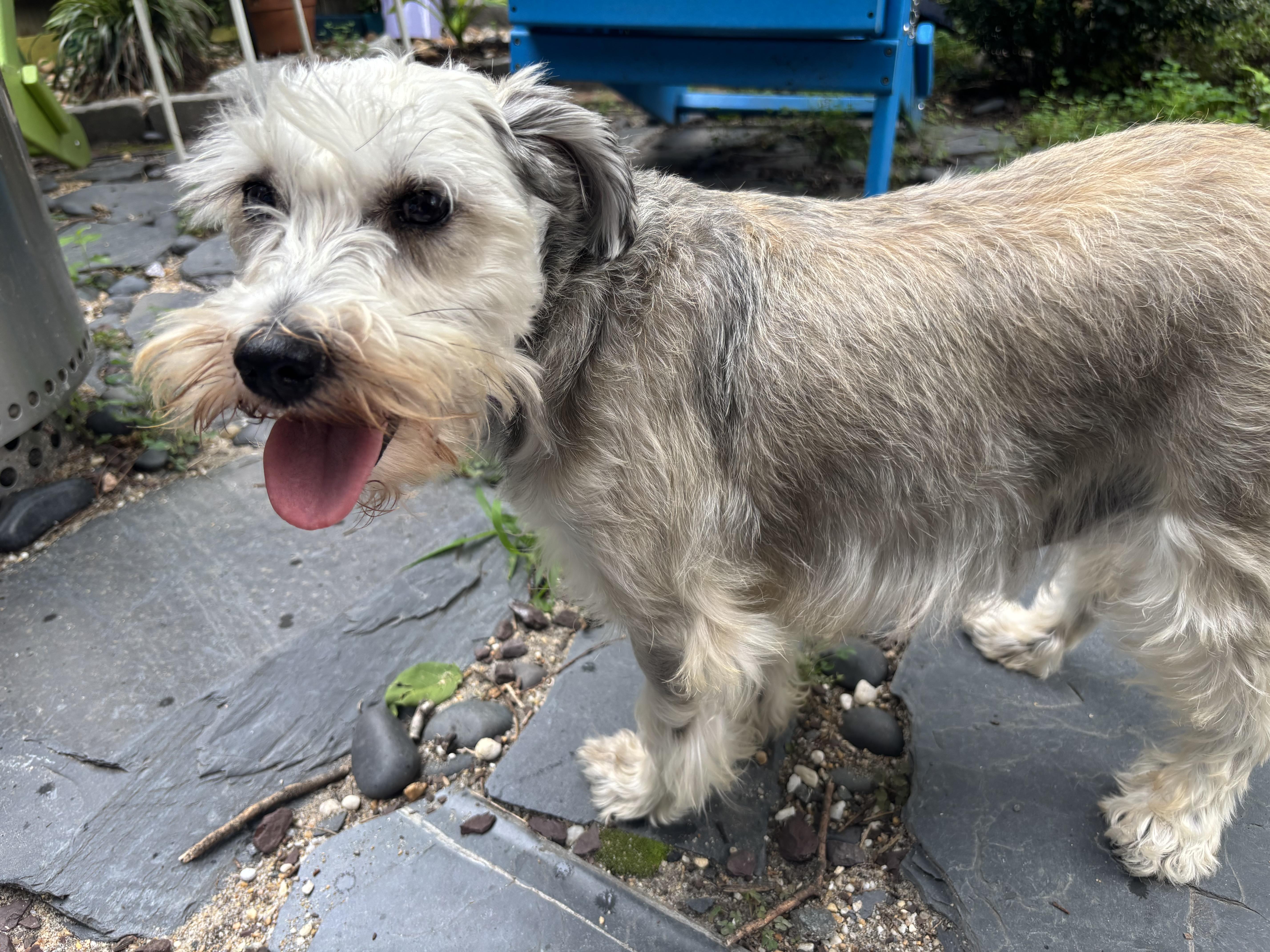 Enlarge Tanya Tucker, a ADOPTABLE Miniature Schnauzer in Richmond, VA image 5/6