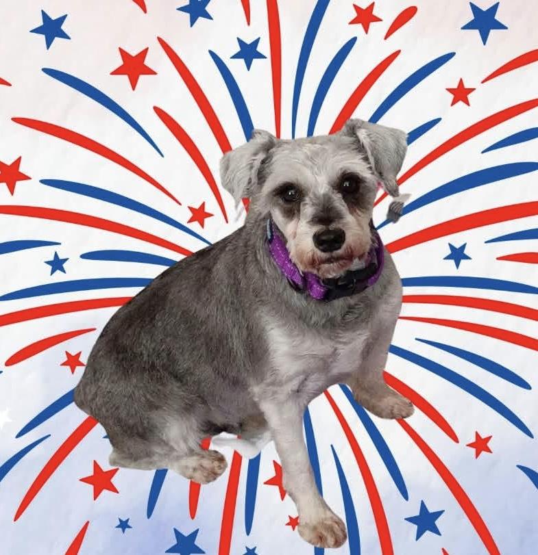 Enlarge Tonya Tucker, a ADOPTABLE Miniature Schnauzer in Norfolk, VA image 1/1