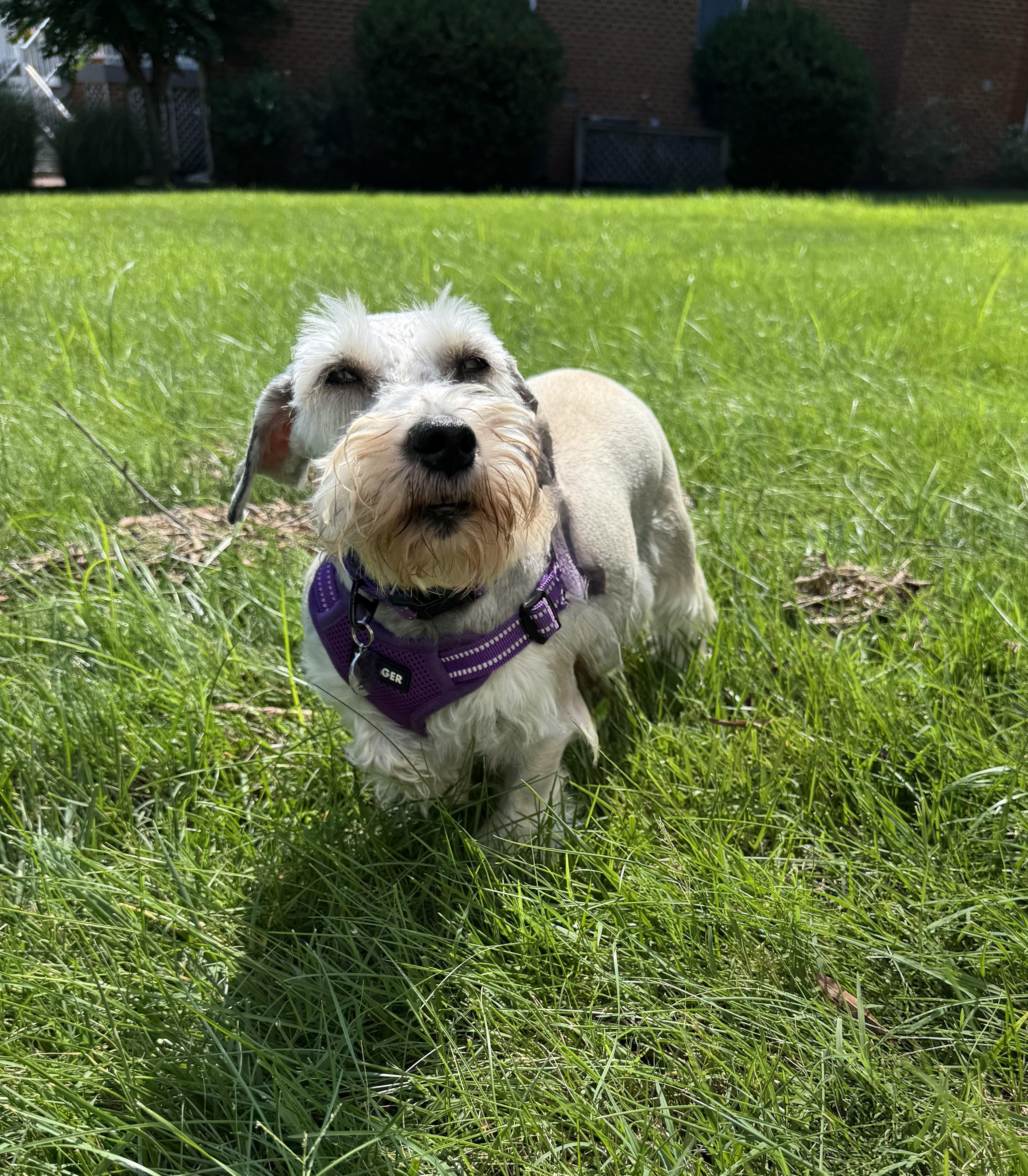 Enlarge Tanya Tucker, a ADOPTABLE Miniature Schnauzer in Richmond, VA image 2/5