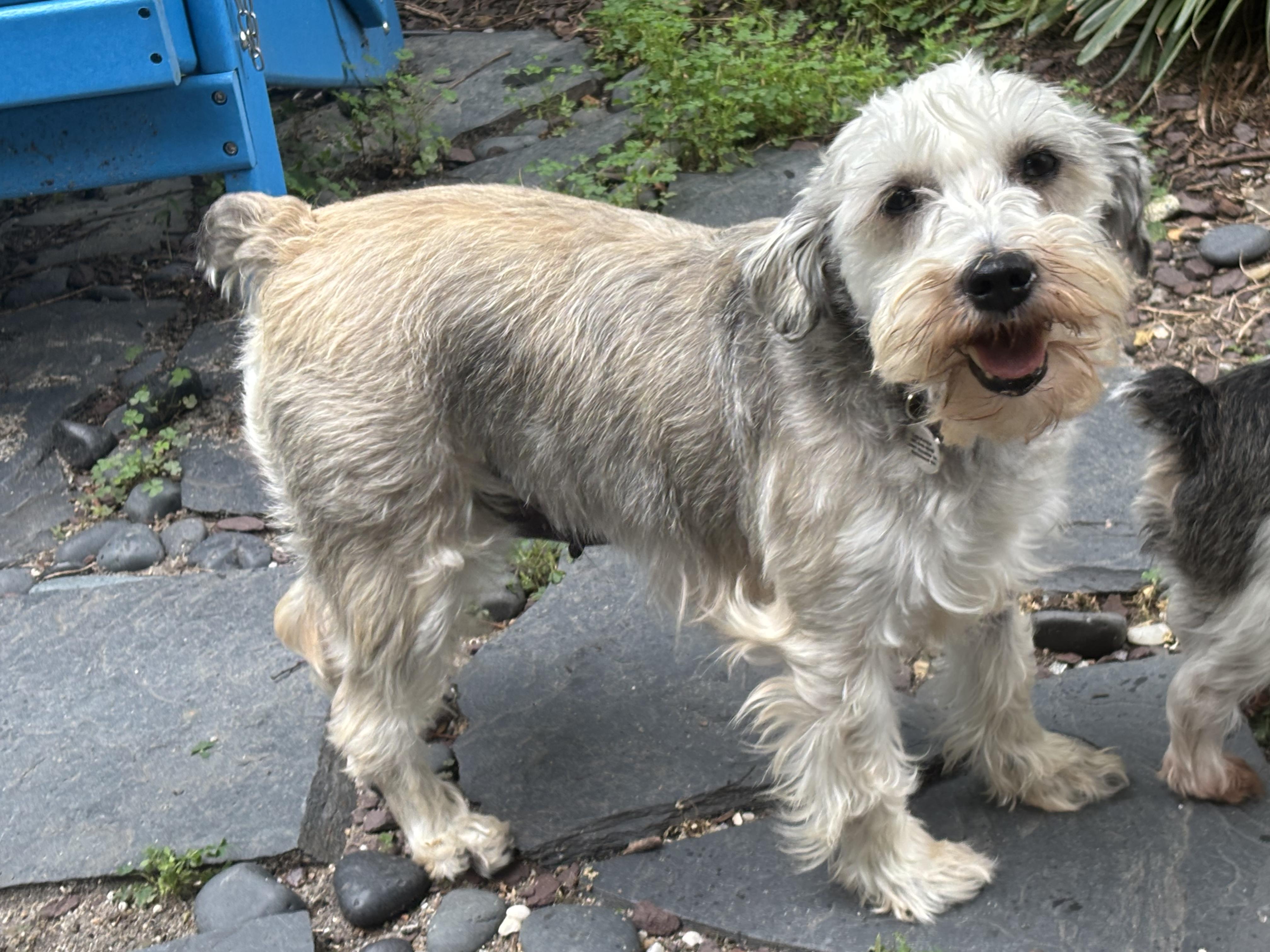 Enlarge Tanya Tucker, a ADOPTABLE Miniature Schnauzer in Richmond, VA image 1/6