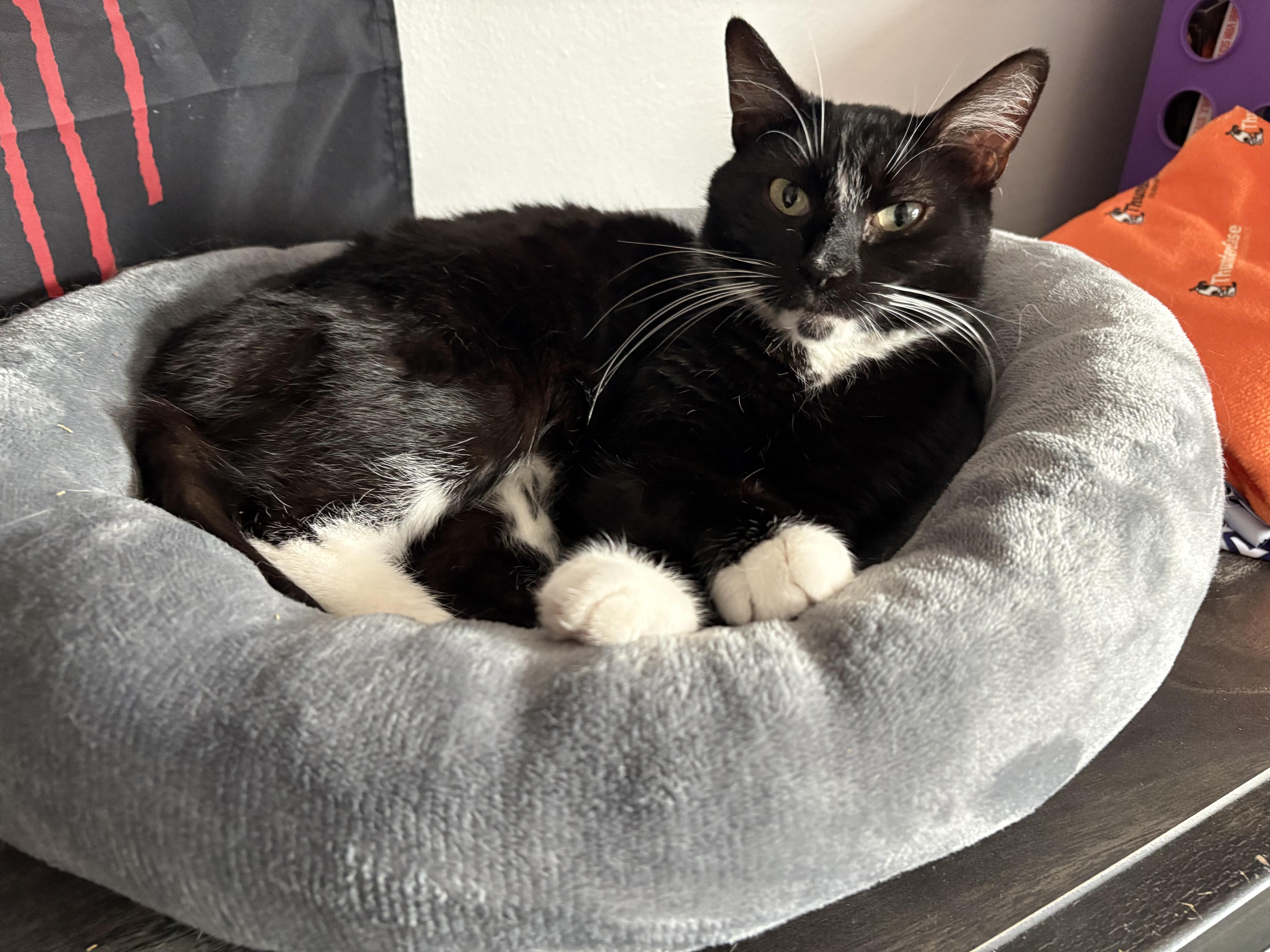 Mama, adopted, Adult Female Domestic Short Hair.