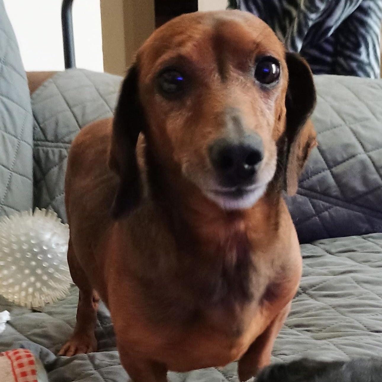 Enlarge 2147 Frankie, a ADOPTABLE Dachshund in Springfield, MO image 3/5