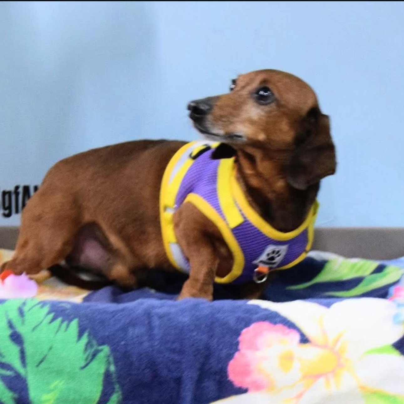 Enlarge 2147 Frankie, a ADOPTABLE Dachshund in Springfield, MO image 2/5