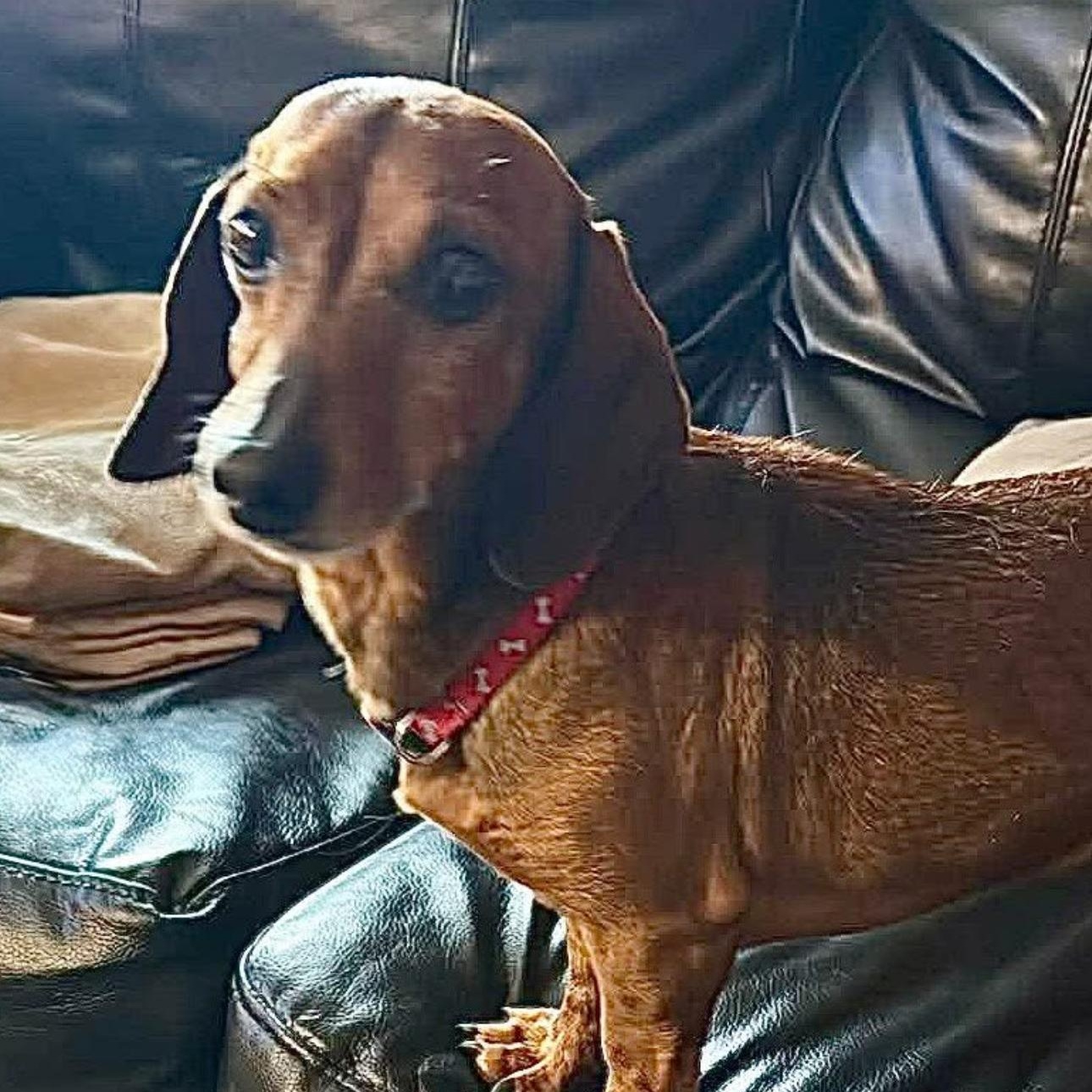 2147 Frankie, ADOPTABLE, Adult Male Dachshund.