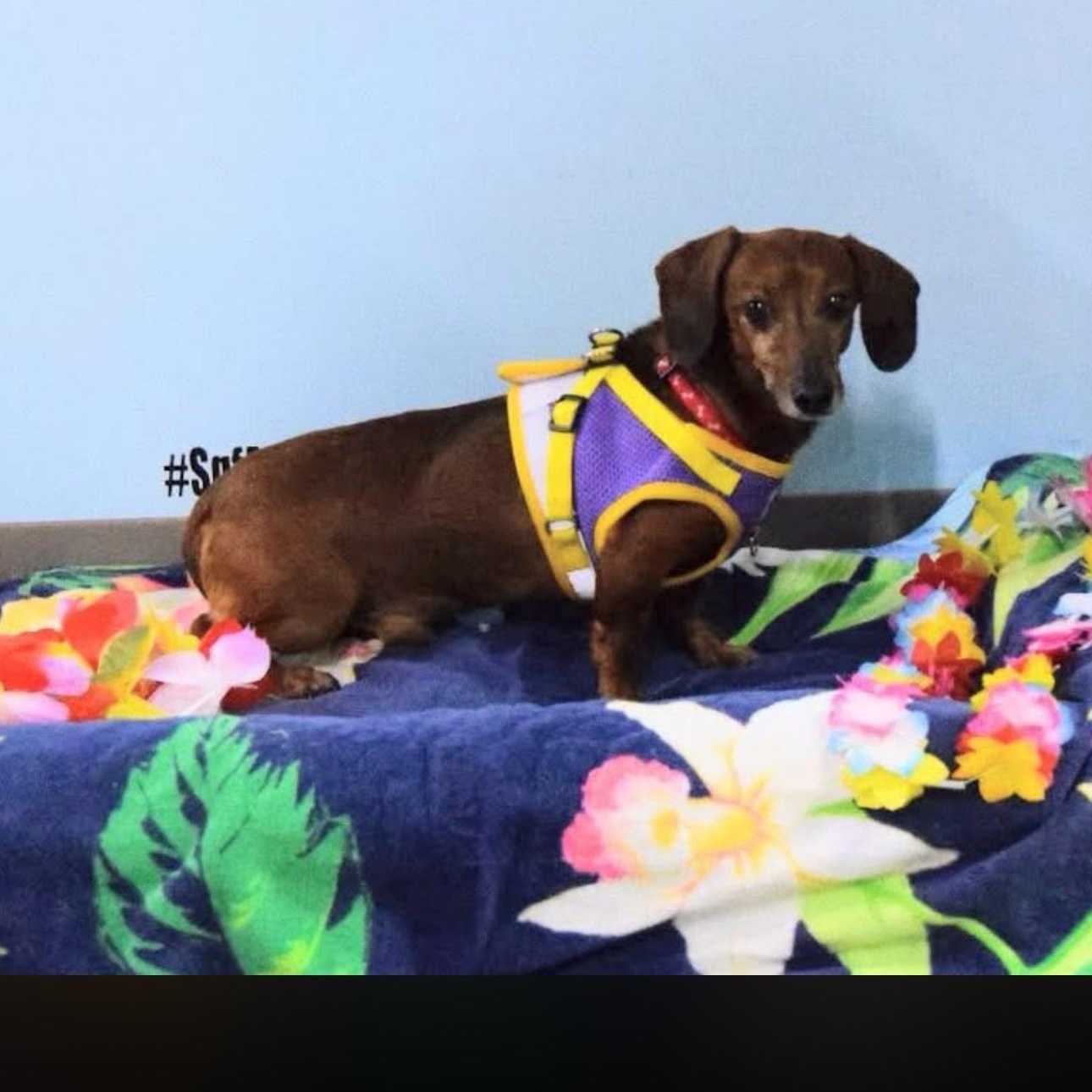 Enlarge 2147 Frankie, a ADOPTABLE Dachshund in Springfield, MO image 5/5