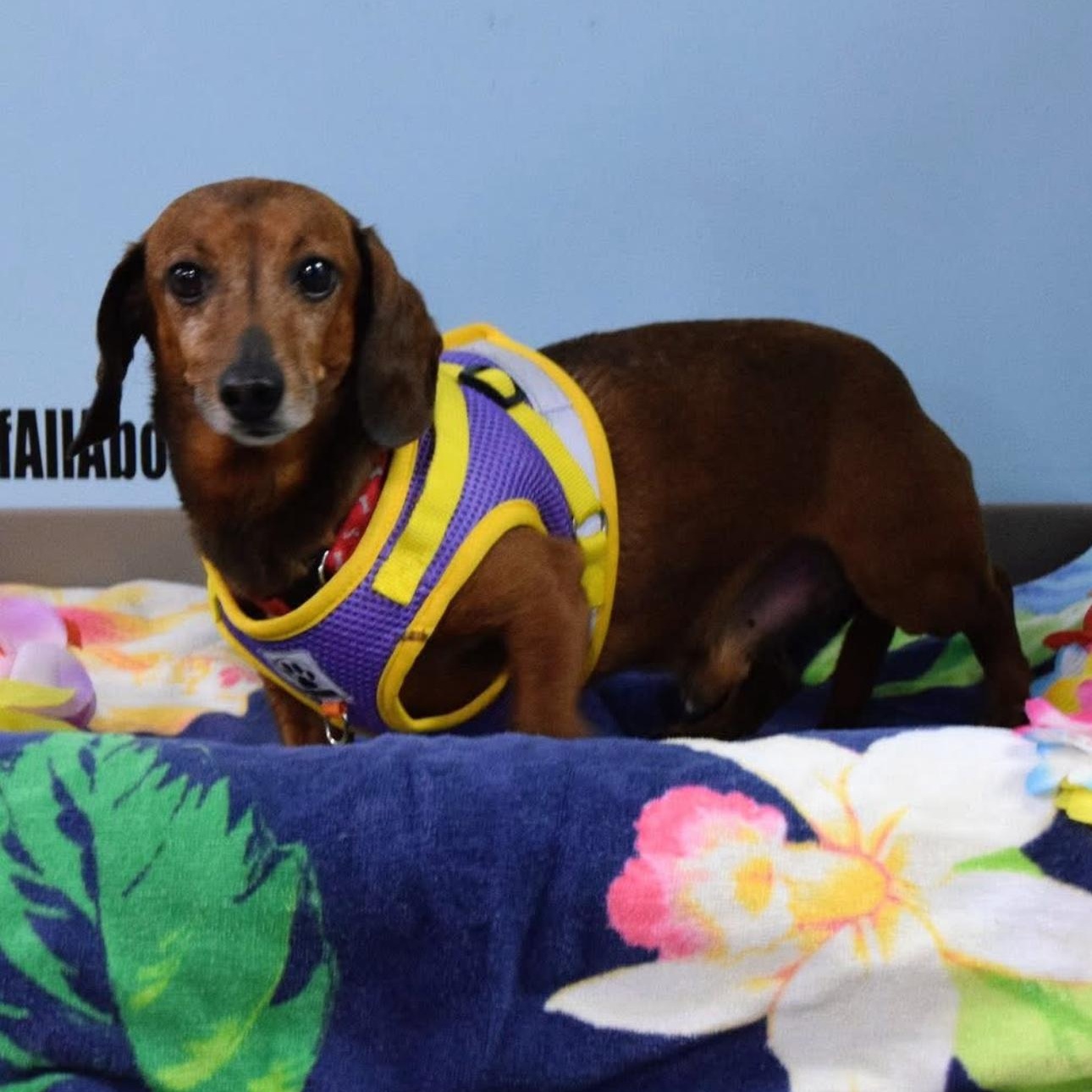 Enlarge 2147 Frankie, a ADOPTABLE Dachshund in Springfield, MO image 4/5