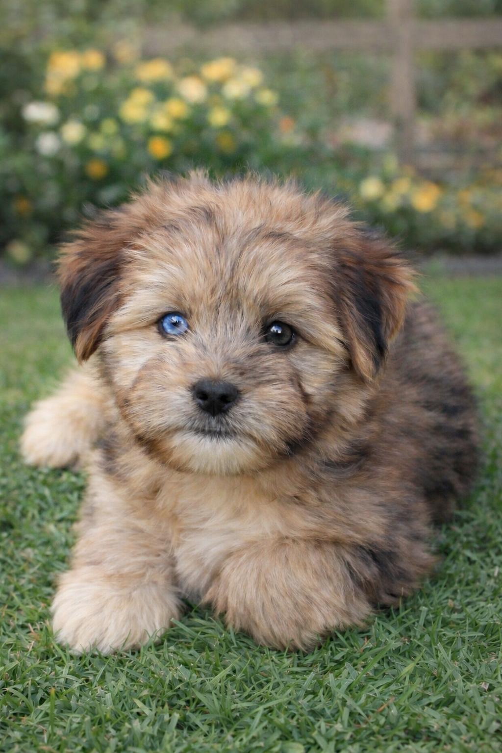 Milo, ADOPTABLE, Puppy Male Maltese & Shih Tzu.