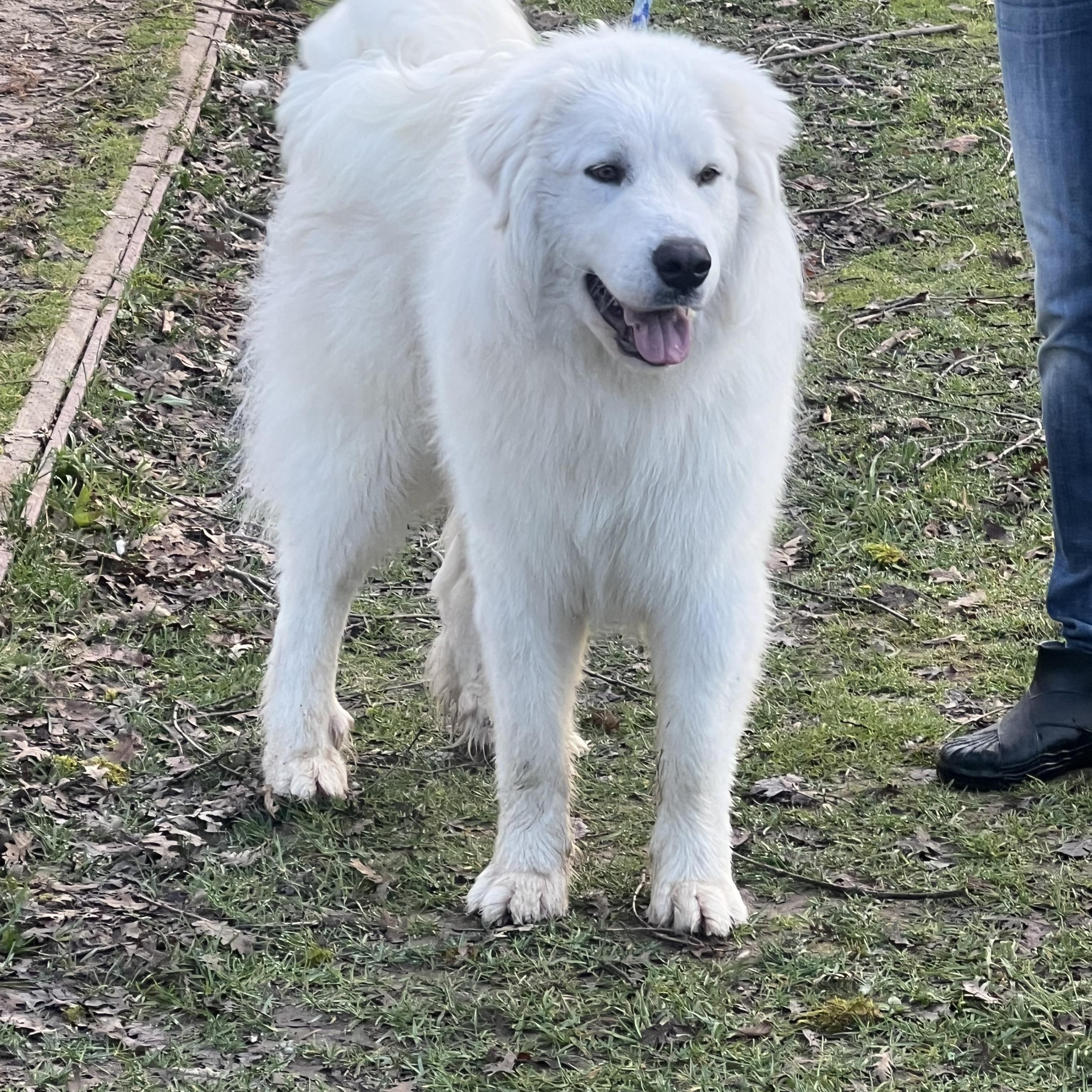 Enlarge ASPEN, a ADOPTABLE Great Pyrenees in Granite Bay, CA image 4/4