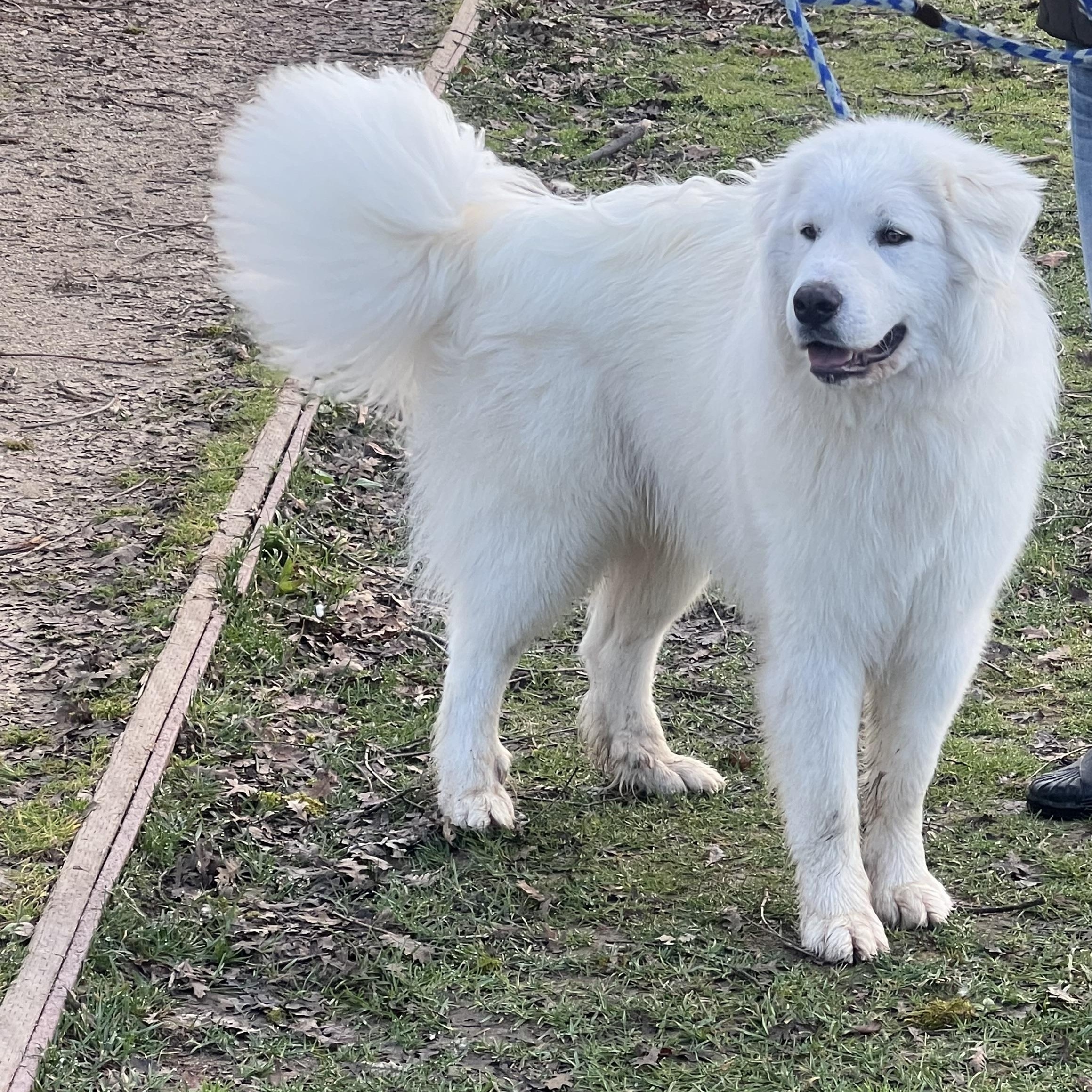 Enlarge ASPEN, a ADOPTABLE Great Pyrenees in Granite Bay, CA image 2/4
