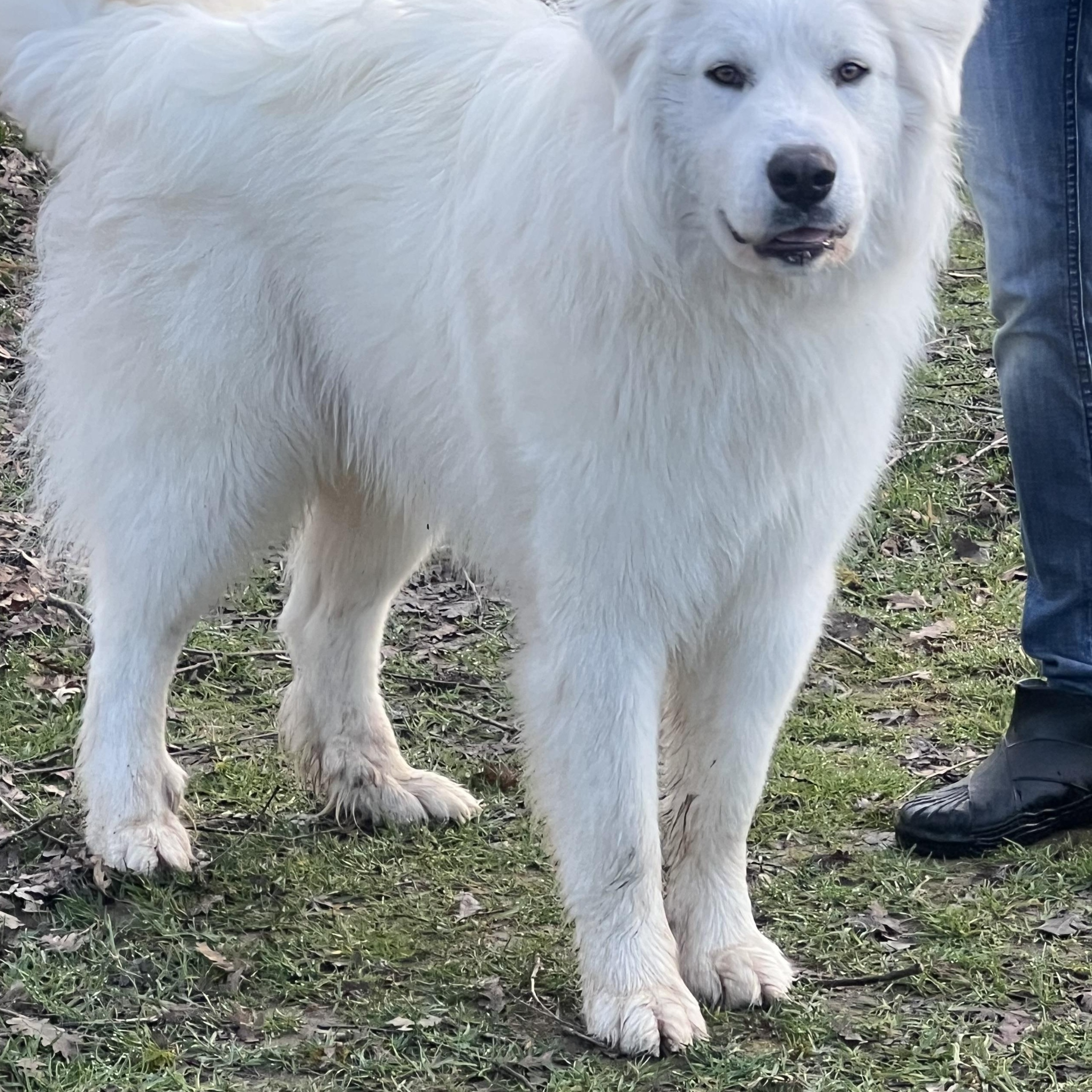 Enlarge ASPEN, a ADOPTABLE Great Pyrenees in Granite Bay, CA image 1/4