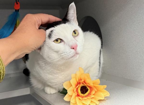 Lady Meowington — thumbnail 2