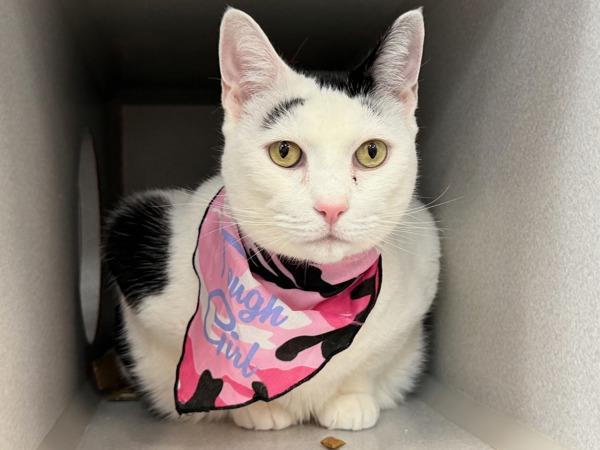 Lady Meowington — thumbnail 3