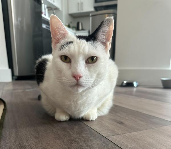 Lady Meowington — thumbnail 5