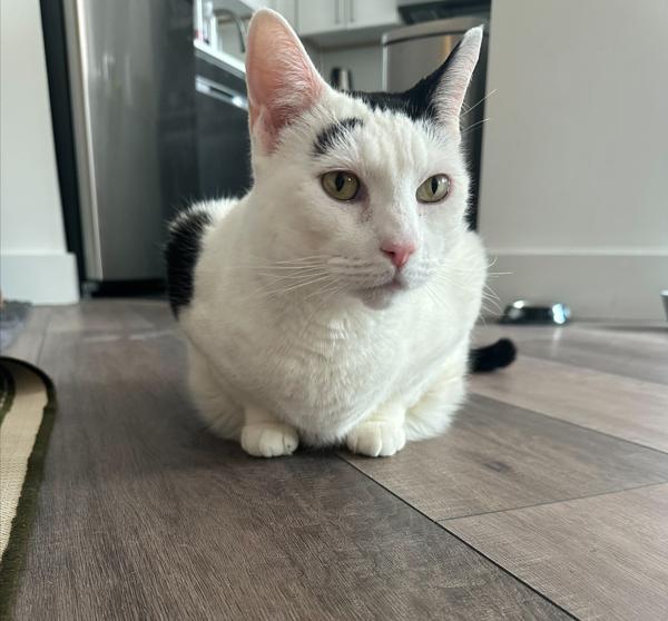 Lady Meowington — thumbnail 6